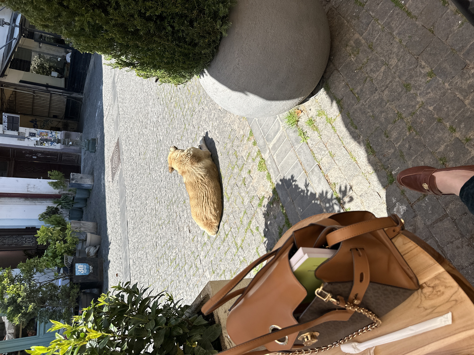 A street scene in Tbilisi, Georgia, is captured on a sunny day, viewed from a slightly elevated perspective. The image is oriented sideways (rotated 90 degrees counter-clockwise), but describes a horizontal street. A light brown dog lies peacefully on the grey cobblestone street, which is dappled with sunlight and shadow. Lush green weeds and grass sprout between the irregular cobblestones.
In the foreground, the corner of a light brown wooden table is visible, upon which sits a stylish brown leather handbag. The handbag features a lighter brown trim, a patterned dark brown section, and a gold chain strap, containing a light green book and a white book. A white object, possibly a wrapped straw or stirrer, lies next to the bag. Partially visible on the right, a person's right foot, clad in a brown loafer shoe and dark pants, rests on the ground next to the table, suggesting someone is seated.
To the left, an alleyway or narrow street recedes into the distance, flanked by old buildings with various architectural details and window treatments. Several potted plants and green bushes line the edges of the street and buildings, adding touches of nature. A large, smooth grey concrete planter, shaped like a half-sphere, holds dense green foliage and casts a prominent shadow across the cobblestones.
Further down the street on the left, a blue sign with the number "30" and Georgian script is visible on a planter, along with graffiti on the building walls. Another black sign with white text, partially visible, appears to show Latin characters, possibly part of a business name like "GURAMISHVILI". The bright sunlight and long shadows suggest it is either morning or late afternoon, creating a calm and relaxed atmosphere.