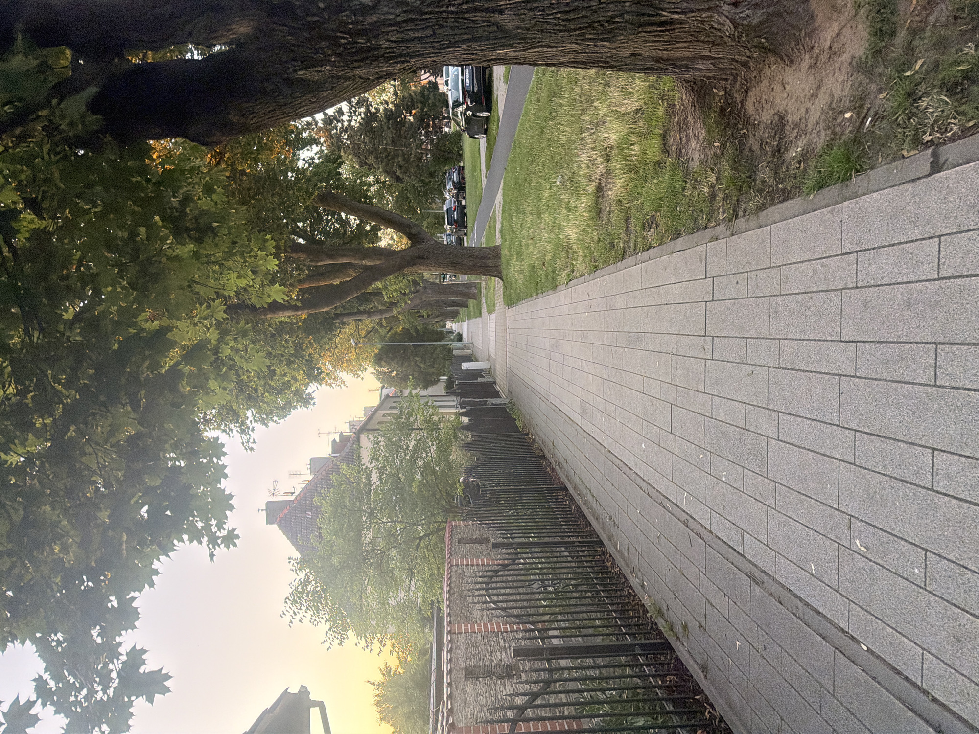 The image shows a tree-lined sidewalk on a street in Szczecin, Poland. The sidewalk is paved with gray rectangular tiles and runs alongside a black metal fence with spiked tops. Beyond the fence, there are buildings with red tiled roofs. On the other side of the sidewalk, there is a strip of grass and several cars parked along the street. Large trees with green leaves cast shadows on the sidewalk and grass. The sky is a light yellow, suggesting it is either sunrise or sunset.