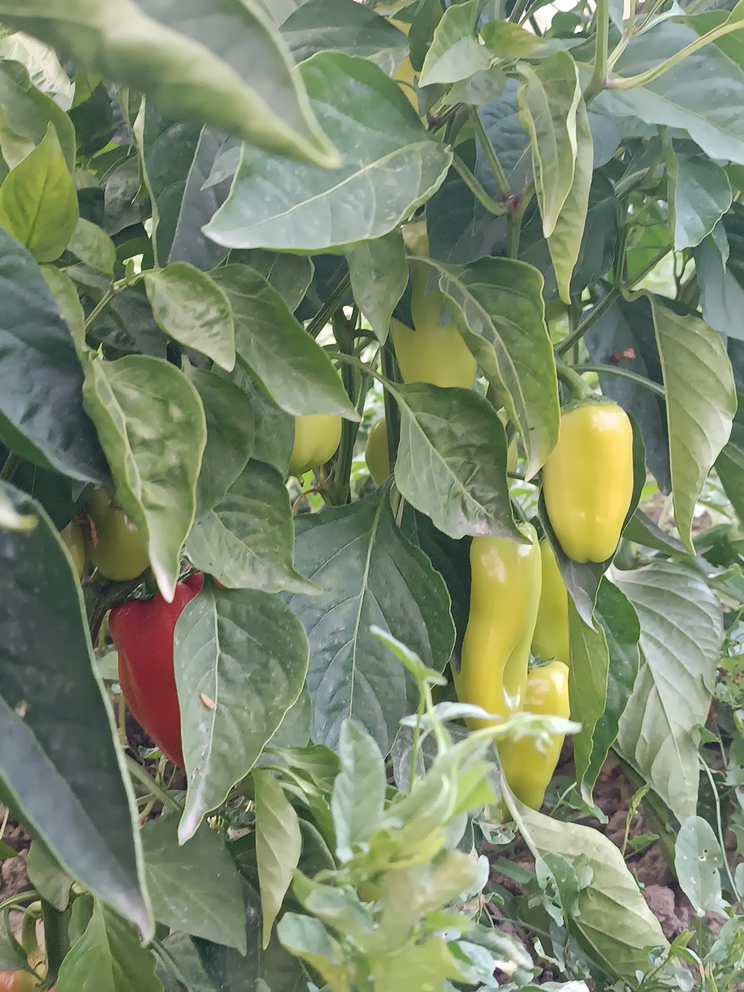 A close-up, medium-angle shot shows a pepper plant with multiple green and one red bell pepper. The peppers are clustered together and partially obscured by large, dark green leaves. The background is blurred and shows hints of brown soil and more foliage. The image appears to have been taken outdoors, likely in a garden. The location is specified as Myrza-Ake, Kyrgyzstan.