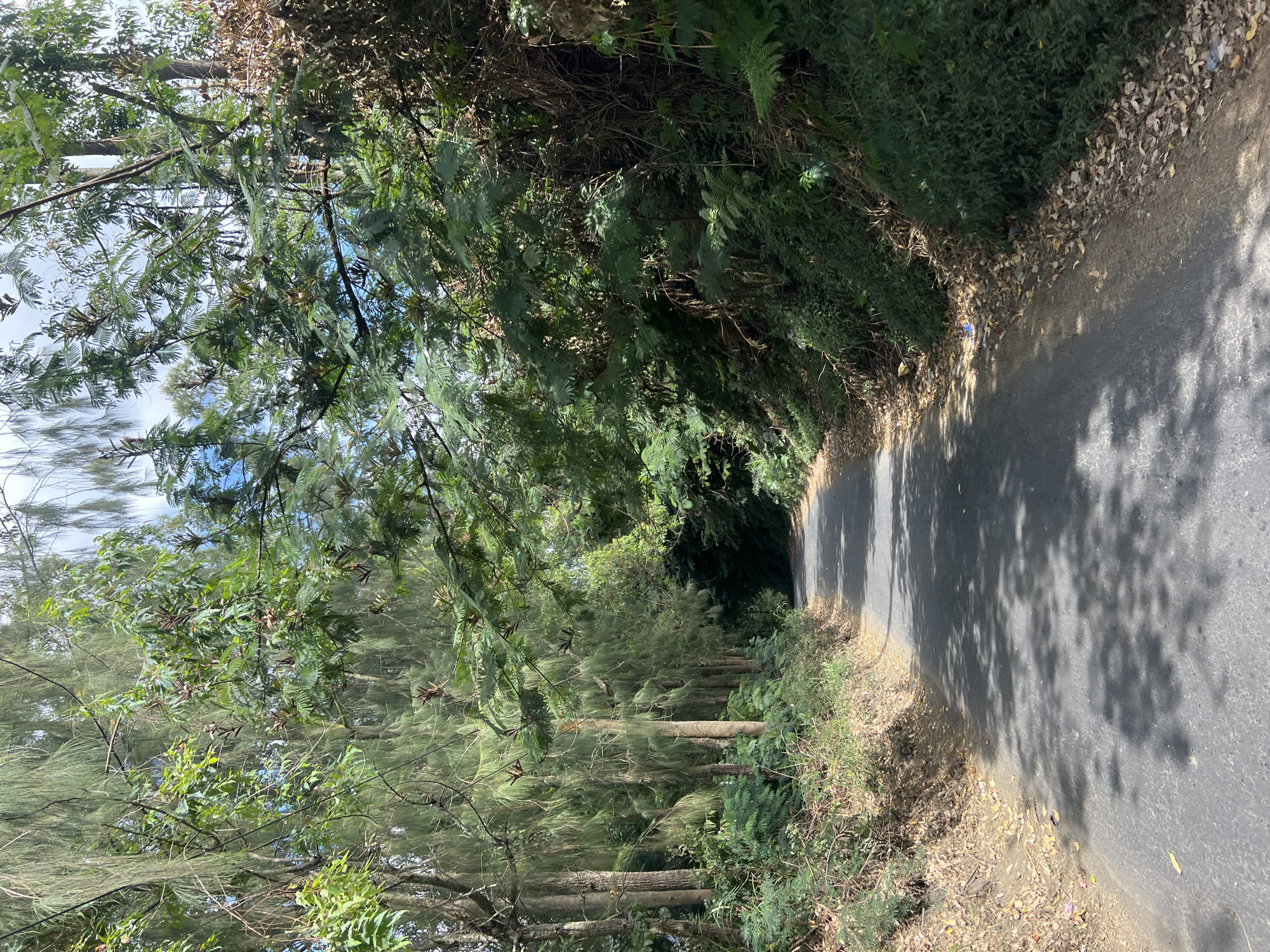 The image depicts a narrow asphalt road winding through a lush, green forest in Kintamani, Indonesia. Tall, slender trees with feathery needles line the left side of the road, casting dappled shadows on the pavement. The right side of the road is overgrown with dense foliage, including ferns and other green plants, which ascend a steep embankment. The road itself appears to be in good condition, with no visible potholes or significant damage. There are no people or vehicles visible in the image. The sky is partially obscured by the tree canopy, but glimpses of blue and white clouds are visible through the leaves. The overall impression is one of a secluded, natural environment, typical of rural or mountainous regions.