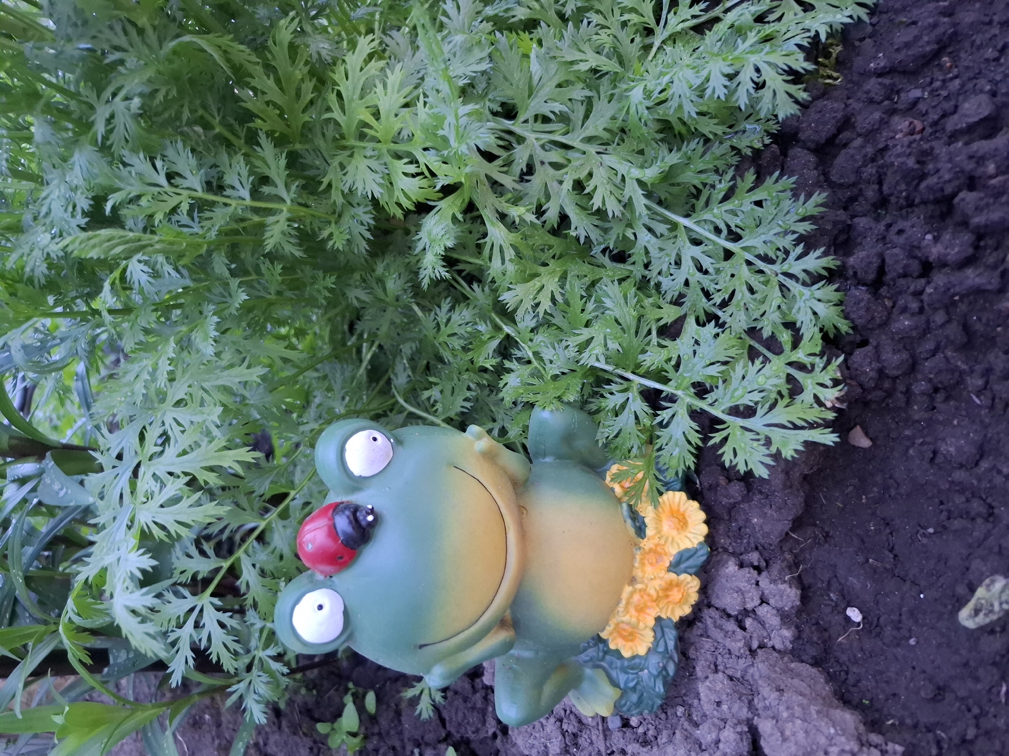 A top-down shot shows a green, smiling frog statuette with a red-and-black ladybug on its head, lying on dark soil. Lush green foliage partially covers the top of the frog. Yellow flowers are positioned near the frog's back. The location is a garden in Амзя, Russia.