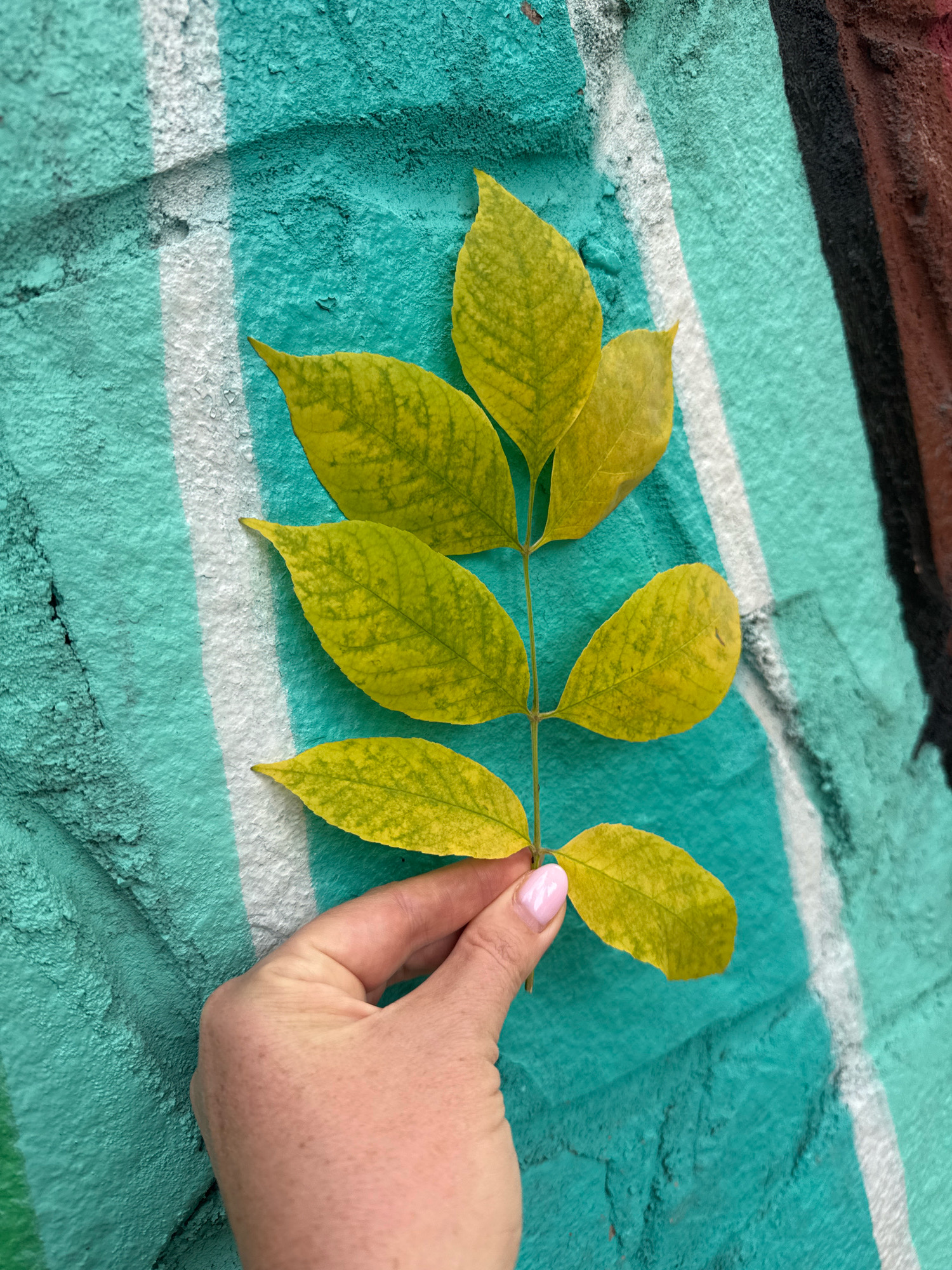A hand with light skin and light pink fingernail polish holds a stem with seven yellow, ovate leaves. The leaves have visible veins and are slightly irregular in shape. The hand and leaves are positioned in front of a textured wall with vertical stripes of turquoise, white, and darker colors such as black and brown. The turquoise paint appears to be graffiti. The scene is a close-up shot, with the wall occupying the background and the hand and leaves in the foreground. The lighting suggests an outdoor setting, possibly during the daytime. The image is an outdoor close-up of a hand holding a branch with yellow leaves against a graffiti-covered wall. The location is the city of Ufa, Russia.