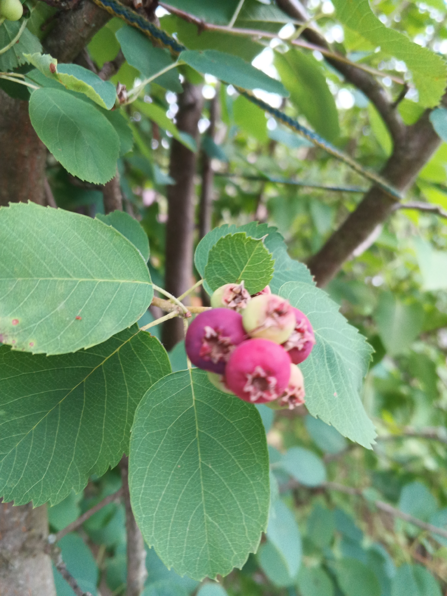 In Suvorov, Russia, a close-up, eye-level, outdoor photograph captures a cluster of unripe saskatoon berries hanging from a tree branch. The berries are small, round, and a mix of pink and purple hues, with a visible star-shaped calyx at the bottom of each. They are surrounded by large, green, ovate leaves with serrated edges, displaying prominent venation. The background is a soft blur of more green foliage and tree trunks, indicating a natural, unmanicured environment. Sunlight filters through the leaves, creating bright highlights. There are no people or animals present in the image.