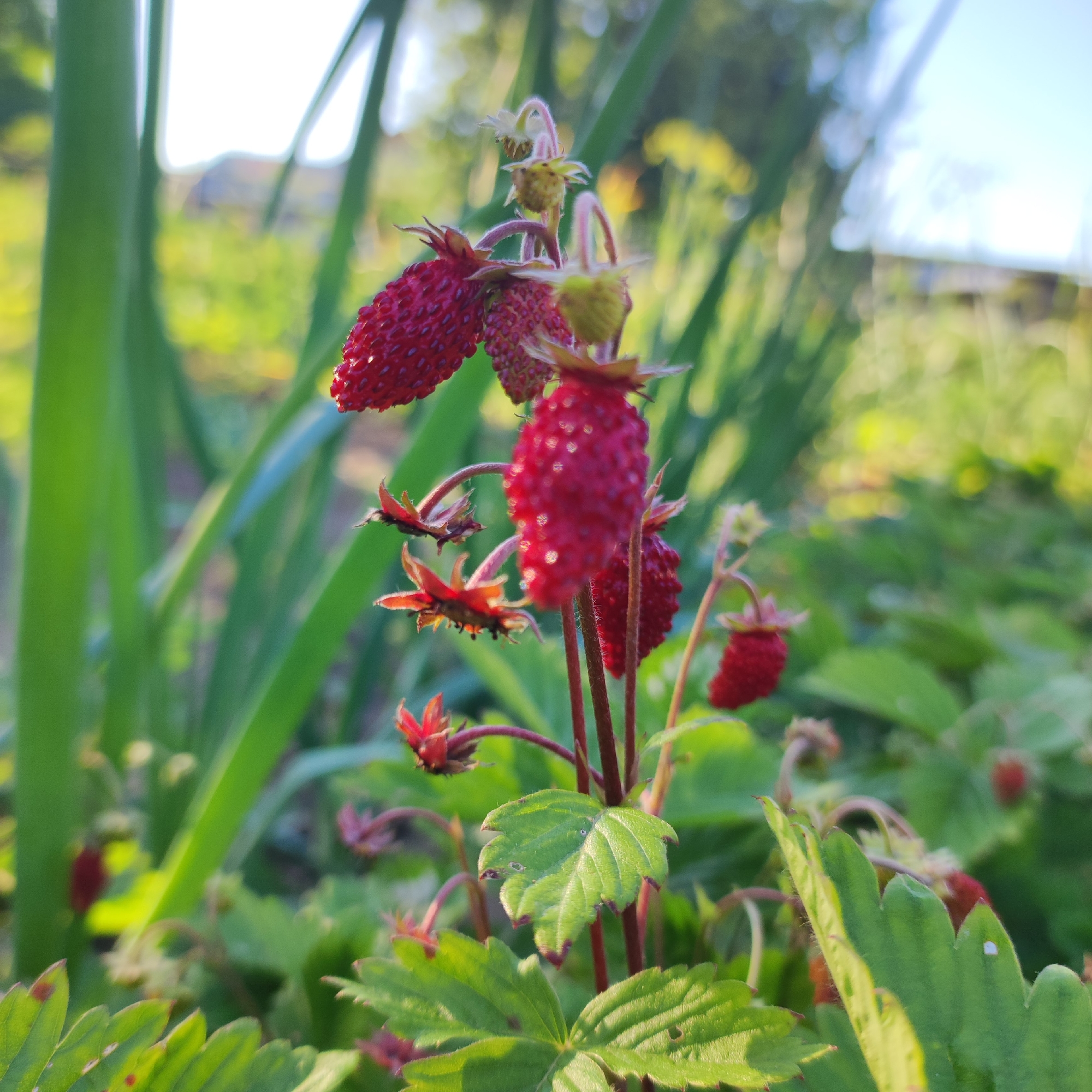 In Navoloki, Russia, a close-up photograph captures a wild strawberry plant in a garden setting. Several ripe, red strawberries are visible, with their characteristic textured surface. The plant's green leaves and thin, reddish stems are also prominent. In the background, out-of-focus green foliage and a bright, sunny sky suggest an outdoor environment during daylight hours. The lighting indicates it is likely late afternoon or early morning due to the warm, golden hue.