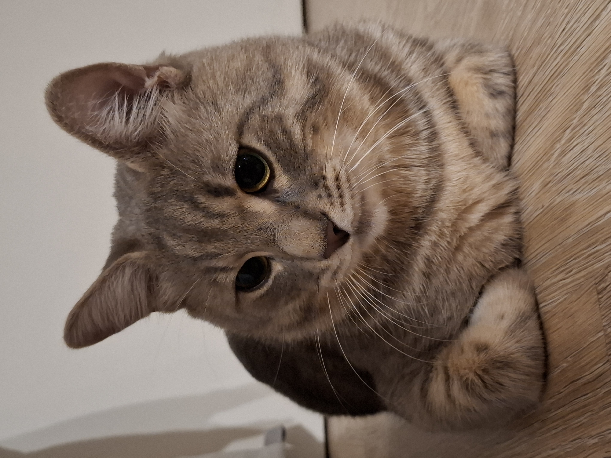 A medium shot captures a domestic shorthair cat with tabby markings, primarily grey and tan, resting on a light brown wooden floor. The cat is positioned centrally, facing slightly to the left, with its paws tucked beneath its chest. Its ears are perked, and its eyes are dark and focused downwards. The background consists of a plain, light-colored wall, with a subtle shadow cast on the left side. The scene is indoors, likely within a residential setting, possibly in Zemun Urban Municipality, Serbia, though no specific landmarks or urban elements are visible to confirm the location.
