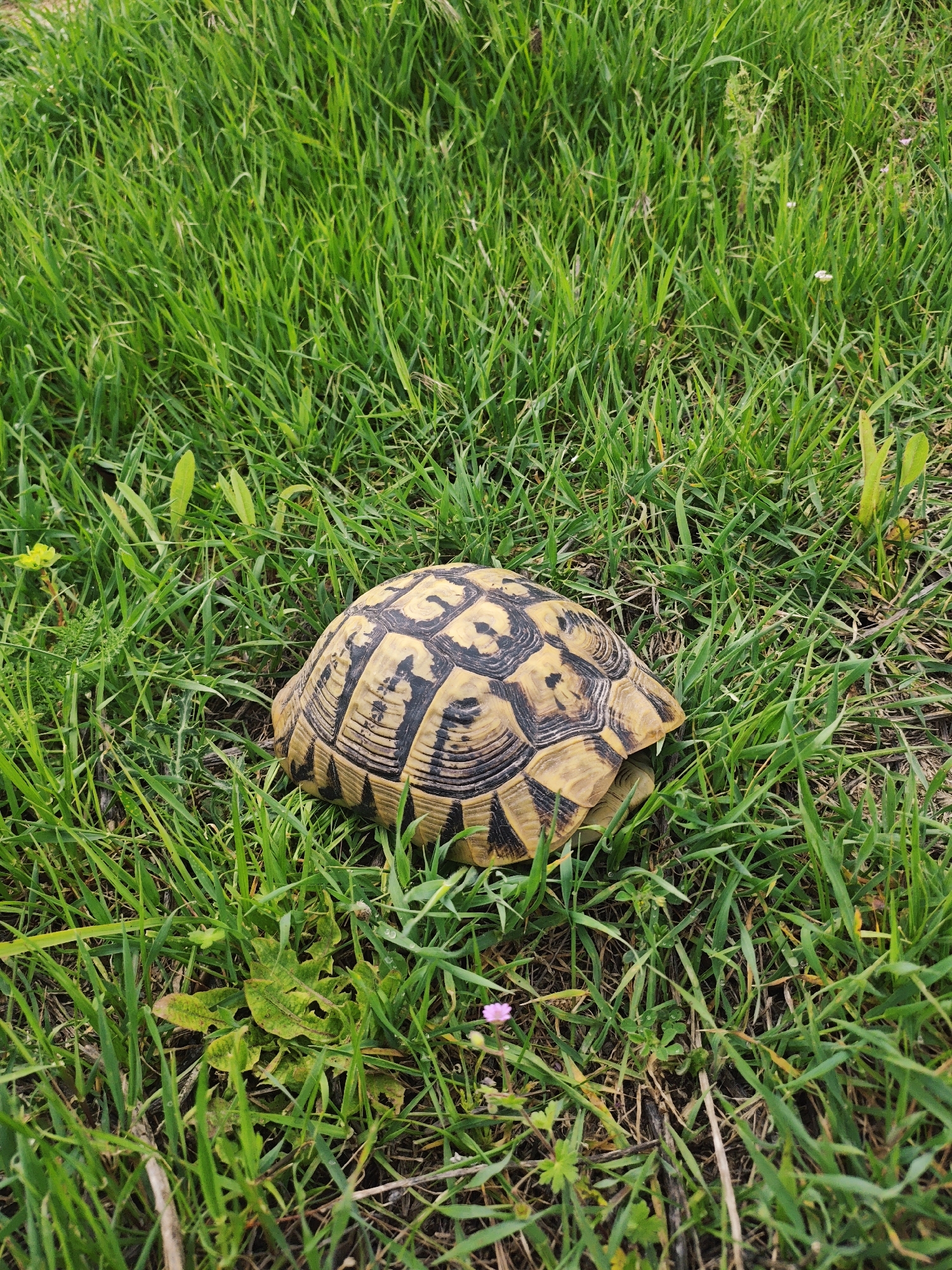 A tortoise rests in a patch of green grass in an unidentified location in Unknown, Unknown. The tortoise is medium-sized, with a tan and black patterned shell. The grass is dense and covers most of the ground. A few weeds and small pink flowers are scattered throughout the grass.