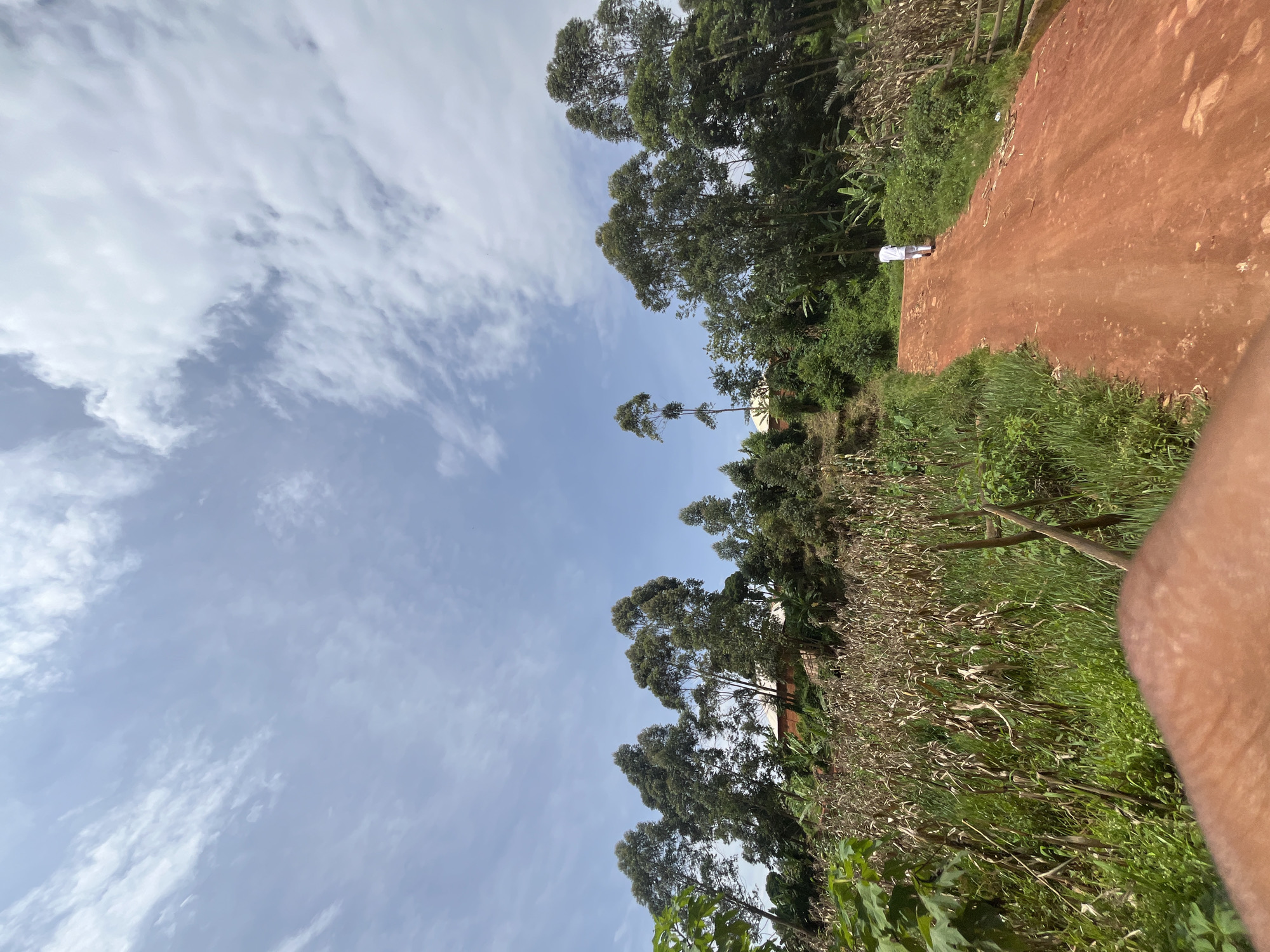 A person wearing a white outfit walks away from the camera on a red dirt road that curves uphill. The road is flanked by dense greenery, including tall trees and fields of corn stalks on the left, and more trees and vegetation on the right. In the background, several buildings with reddish-brown roofs are nestled among the trees on a hillside. The sky above is blue with scattered white clouds. The image appears to be taken in Gembu, Nigeria, a region known for its hilly terrain and agricultural landscapes.