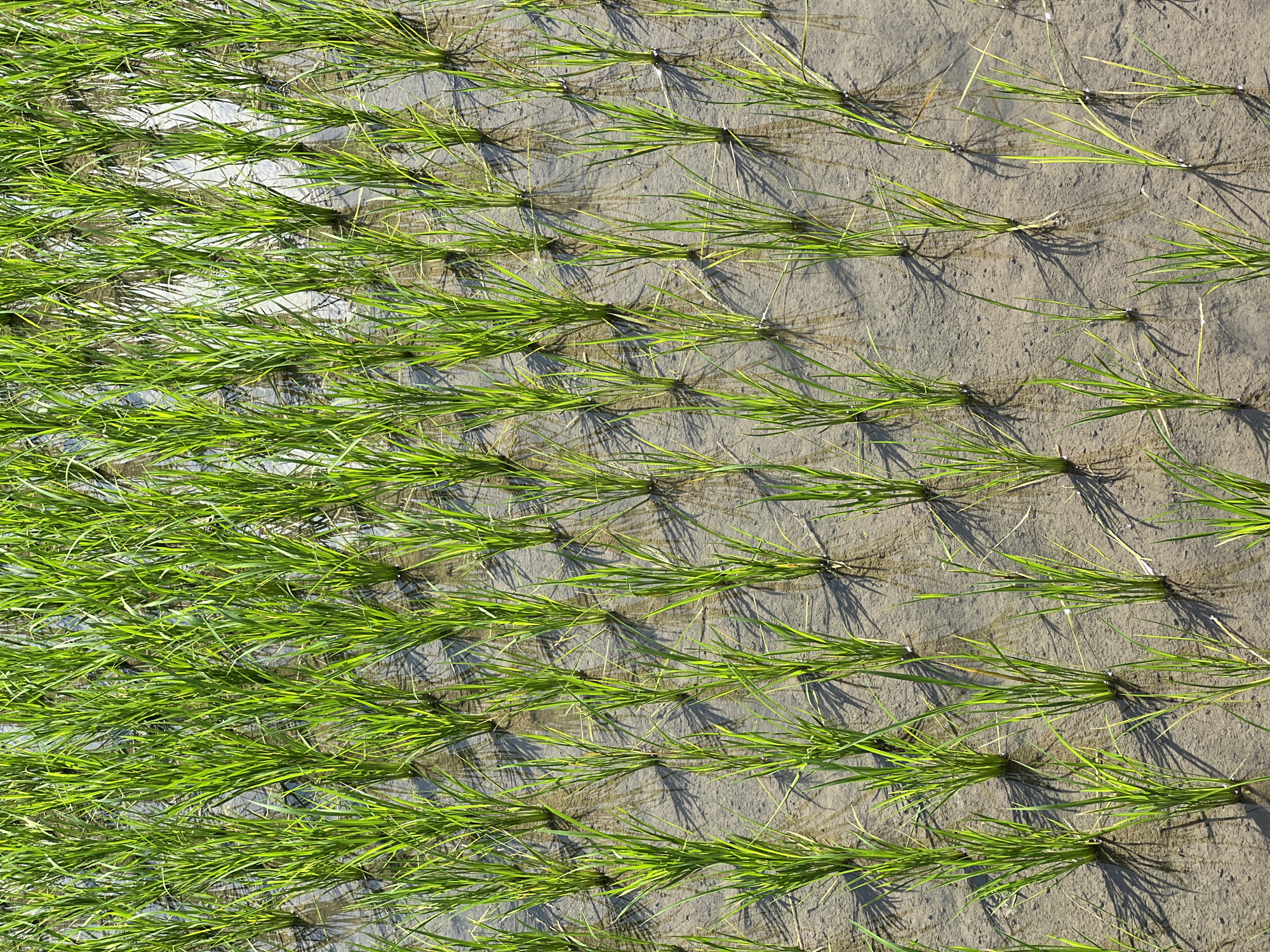 The image displays a meticulously cultivated rice paddy field, located in the rural outskirts of Mengwi, Indonesia. The scene is dominated by rows of vibrant green rice shoots, precisely planted in the shallow, reflective water that covers the muddy ground. Sunlight casts long, distinct shadows of the young plants across the water's surface, highlighting the orderly grid pattern of the agricultural landscape. The water, a mirror to the sky and the surrounding greenery, adds a serene quality to the otherwise functional environment. No people are visible in the frame, emphasizing the agricultural process and the natural elements at play.