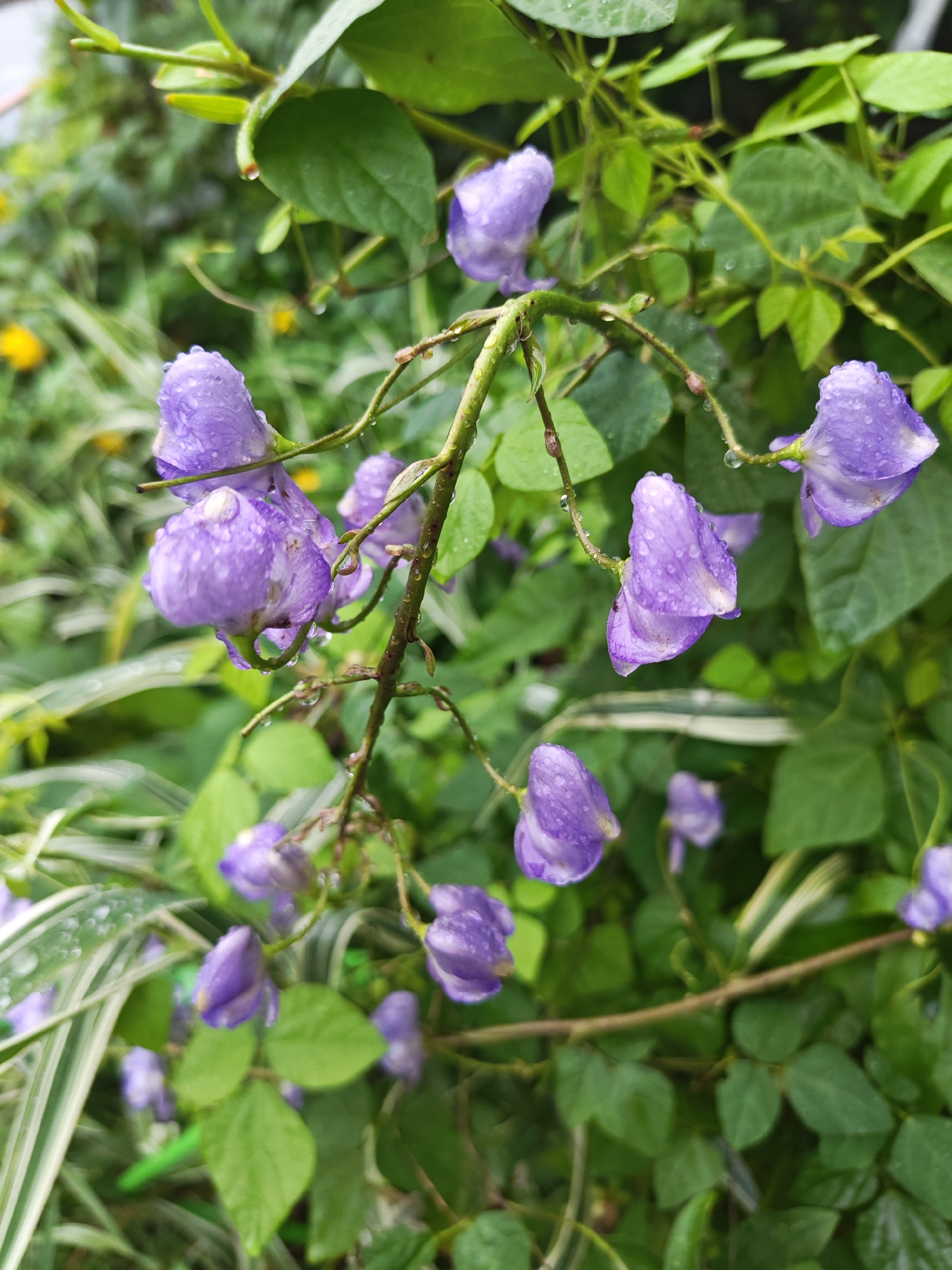 The image displays a close-up, eye-level view of a vine with numerous small, bell-shaped, purple flowers, many of which are covered in water droplets, suggesting recent rain. The flowers hang from thin, brown stems, interspersed with green leaves. In the background, out of focus, are more green foliage and hints of yellow flowers. The foreground also shows some variegated leaves with white and green stripes. The scene is set in a natural outdoor environment, likely a garden or park. There are no people visible in the image. The overall impression is one of a damp, verdant, botanical setting. The specific location in Vladivostok, Russia, cannot be determined from the visual information alone.