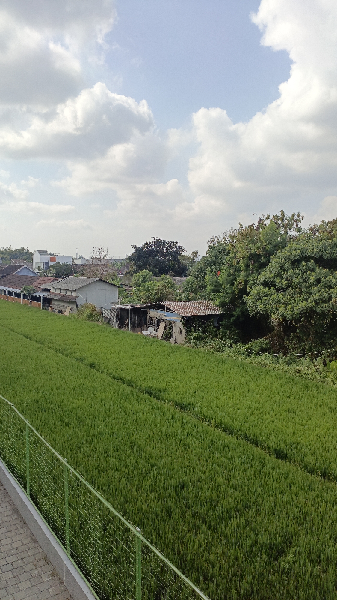 The image captures a serene rural landscape in Trihanggo, Indonesia, under a partially cloudy sky. In the foreground, a paved walkway borders a lush green rice field, divided by parallel irrigation channels. A green fence separates the walkway from the field.
Beyond the rice paddies, a row of modest dwellings and simple structures are visible. Some of these buildings have corrugated metal roofs, and a few appear to be sheds or storage areas. Dense foliage and trees form a natural backdrop to the buildings, with a larger tree dominating the right side of the frame. In the distance, a few taller modern buildings can be seen, suggesting the proximity of urban development to this rural setting. The overall impression is one of tranquil rural life coexisting with emerging infrastructure.
