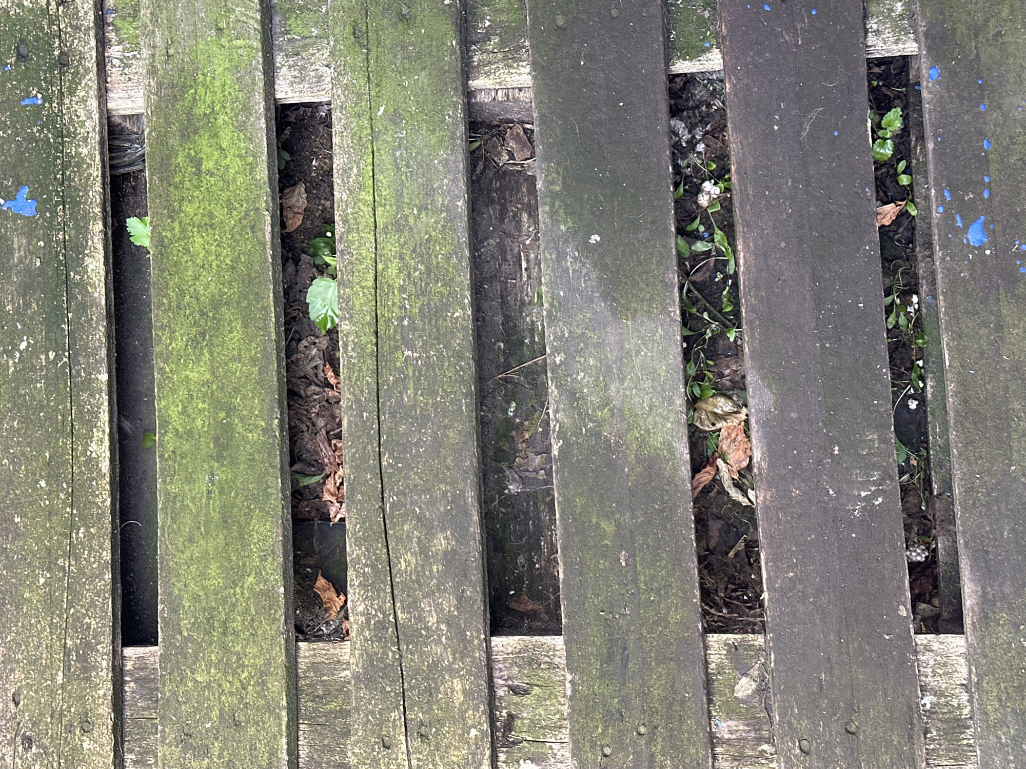 An overhead, close-up shot captures a weathered wooden surface, likely a bench or deck, composed of horizontal planks with gaps between them. The wood is aged, with a prominent green mossy or algal growth covering much of its surface, interspersed with areas of darker, worn wood. Some planks exhibit blue paint splatters. Through the gaps, the ground below is visible, containing dry leaves, soil, and small green plants. The scene is static and does not depict any people or animals. The location of this image in Magnitogorsk, Russia, is not visually indicated by any specific landmarks or context within the frame.