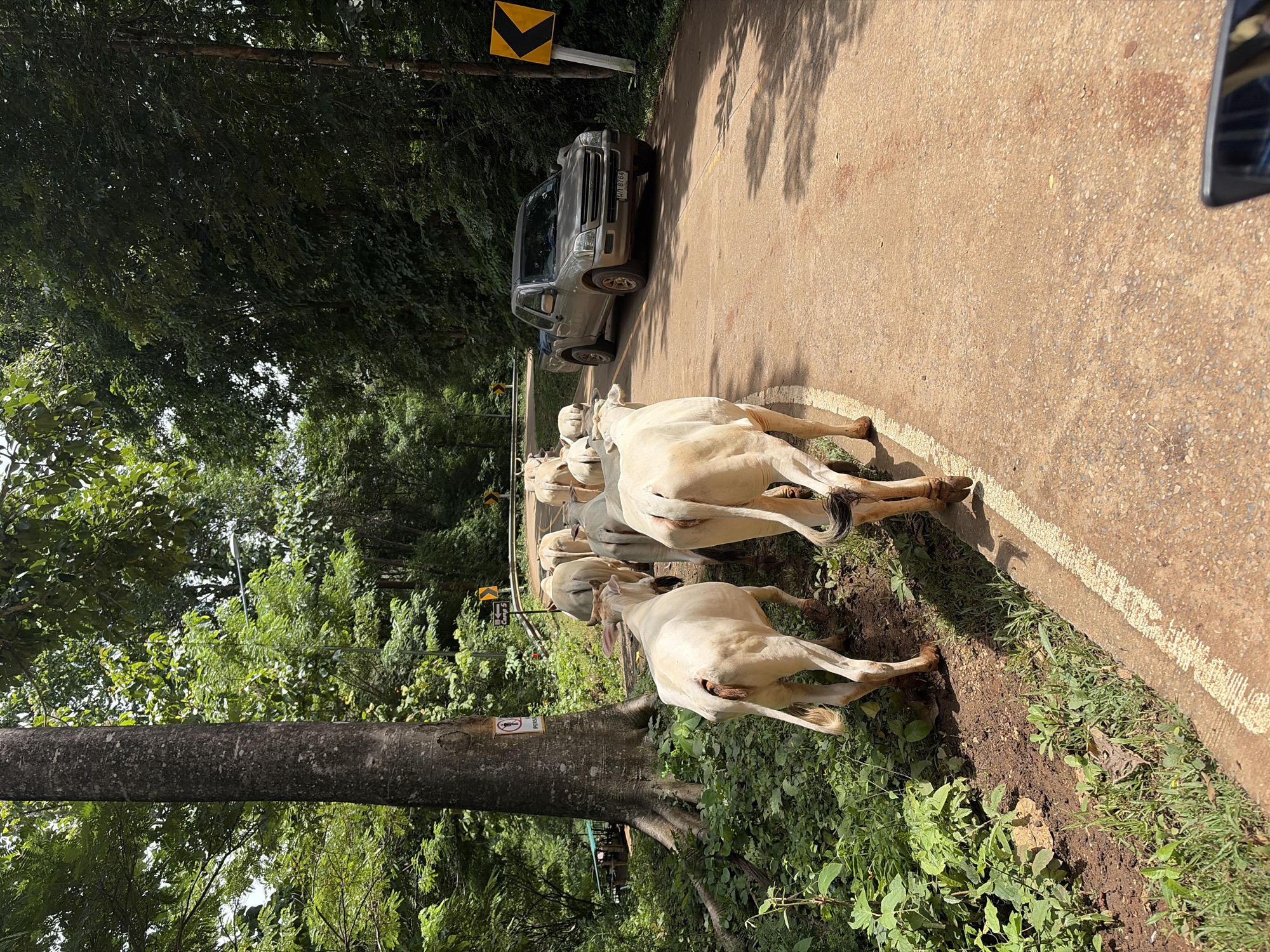A herd of light-colored cattle walk along the right side of a paved road in a rural, heavily wooded area. A silver pickup truck is stopped on the road, facing away from the camera, with a license plate visible. Yellow directional signs are posted along the roadside, indicating curves in the road. A large tree with exposed roots stands to the left of the road, with a circular sign depicting a person walking attached to it. The road is bordered by lush green vegetation and foliage. The lighting suggests it is daytime, with shadows cast by the trees.