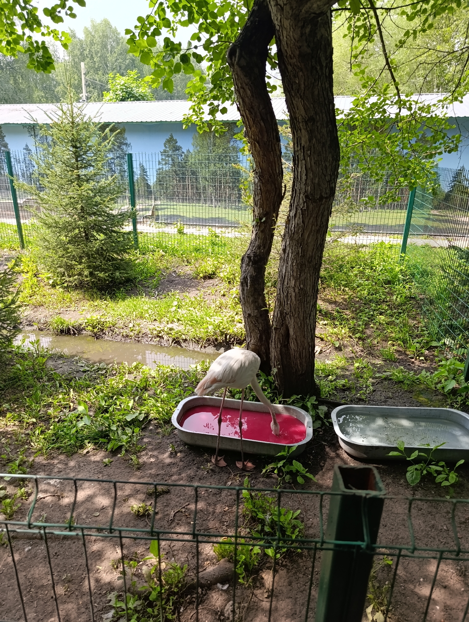 A flamingo stands in a shallow trough of pink liquid, its head submerged. Beside it is another trough filled with clear water. The scene is outdoors, with dirt ground, green grass, and a small tree. A metal fence runs across the foreground. In the background, there is a building with a blue wall and a green roof, and more trees. The image is taken in Barnaul, Russia.