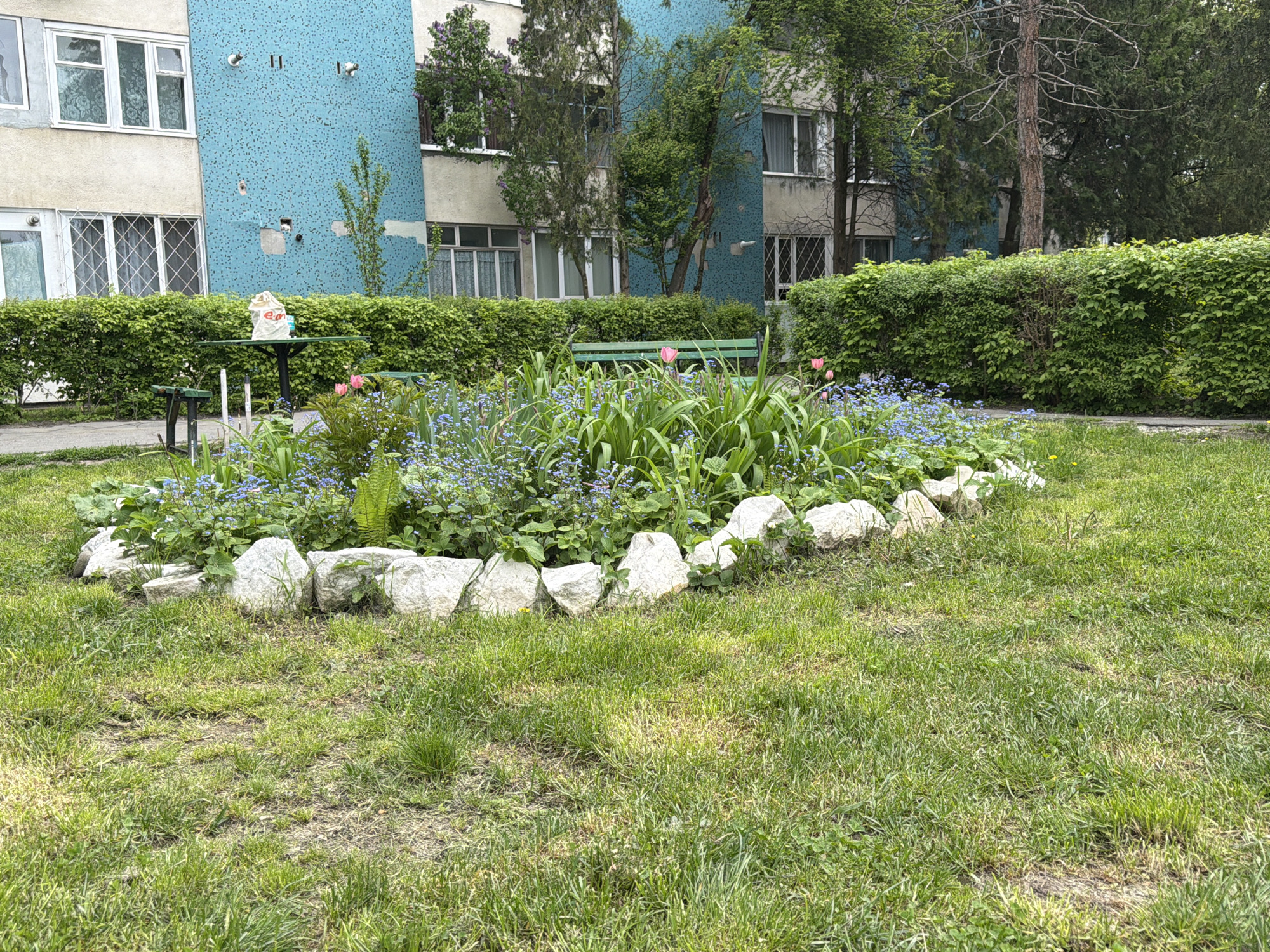 The image shows a flowerbed surrounded by white stones in a grassy area, likely a park or green space. The flowerbed contains a mix of blue forget-me-nots, green foliage, and a few pink flowers, possibly tulips. In the background, there's a low green hedge, a green park bench, and a table with a white shopping bag on it. Behind the hedge, a multi-story building with a blue tiled facade and white windows is visible. The overall impression is a public green space in a residential area. Based on visual cues, it is plausibly located in a Târgu Mureș residential area.
