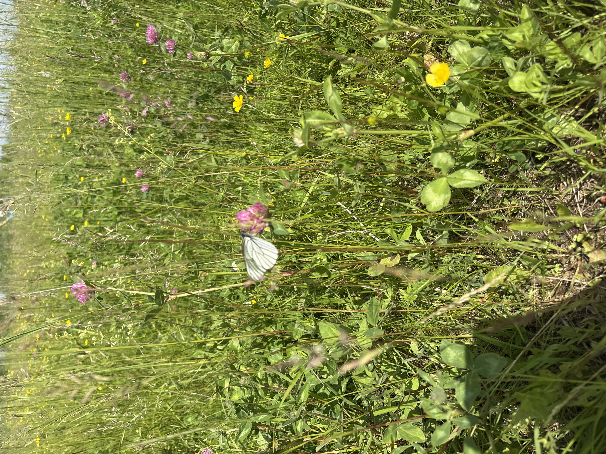 A white butterfly with black markings is perched on a pink clover flower in a field of green grass and wildflowers. The background is a blur of green foliage and small yellow flowers, suggesting a sunny day in a natural environment. The image captures a close-up view of the butterfly and its surroundings, highlighting the delicate details of the insect and the vibrant colors of the meadow. There is no indication of the city of Kurgan, Russia in the image.