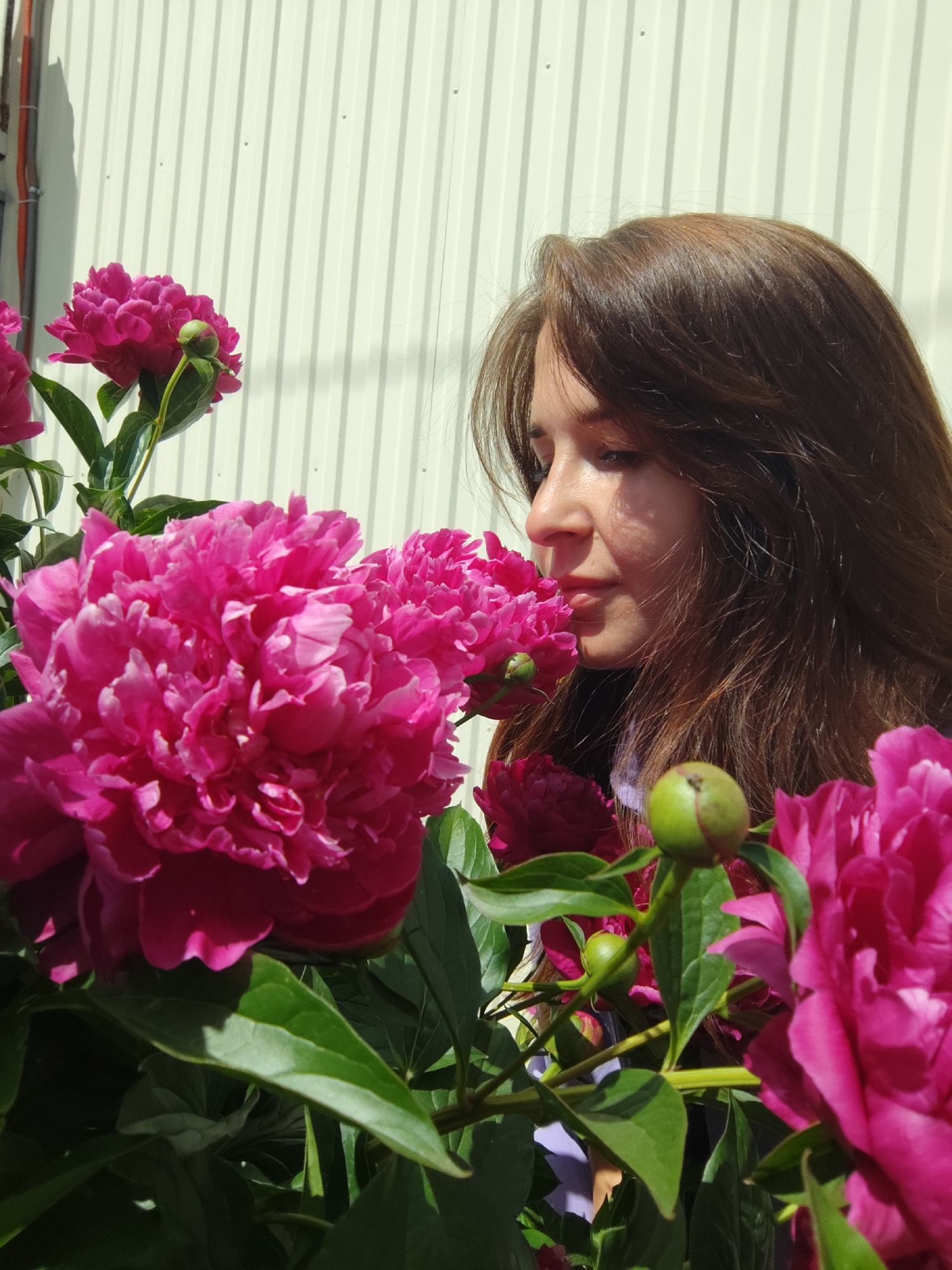 In the city of Fokino, Russia, a young woman with long, dark brown hair is captured in profile, her gaze directed downwards towards a cluster of vibrant pink peonies. The woman's face is partially illuminated by sunlight, casting a soft shadow across her features. She appears to be gently inhaling the fragrance of the flowers. The peonies, with their lush petals and green foliage, dominate the foreground of the image. Behind the flowers and the woman, a light-colored corrugated metal wall forms the backdrop, suggesting an outdoor setting, possibly a garden or yard, with a hint of shadow cast from an unseen object on the left side of the frame. The overall scene conveys a sense of peaceful contemplation and appreciation for nature.