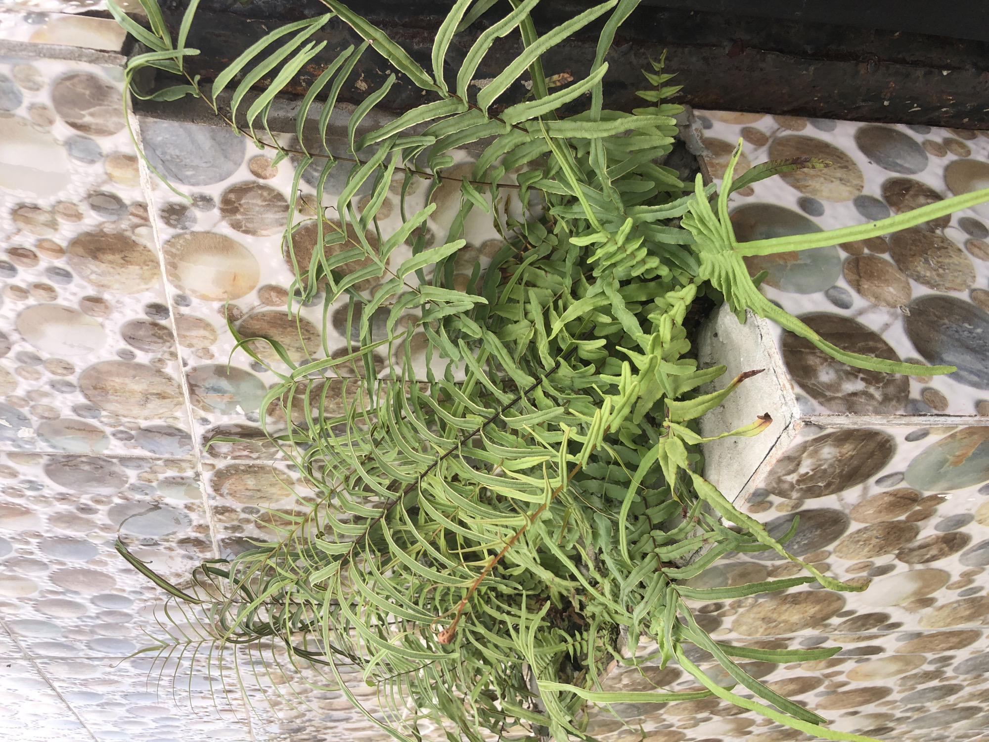 In Ado, Nigeria, a close-up shot captures a planter box with lush green ferns against a tiled wall. The planter box is positioned at a corner, with its sides covered in the same circular, multi-colored patterned tiles as the adjacent wall. The ferns, with their delicate fronds, spill over the edges of the planter. The wall tiles exhibit a repeating pattern of ovals and circles in shades of brown, beige, gray, and white. To the right of the planter and wall, a dark, textured surface, possibly metal, is visible. The lighting suggests an outdoor setting, with natural light illuminating the scene. No people are present in the image.