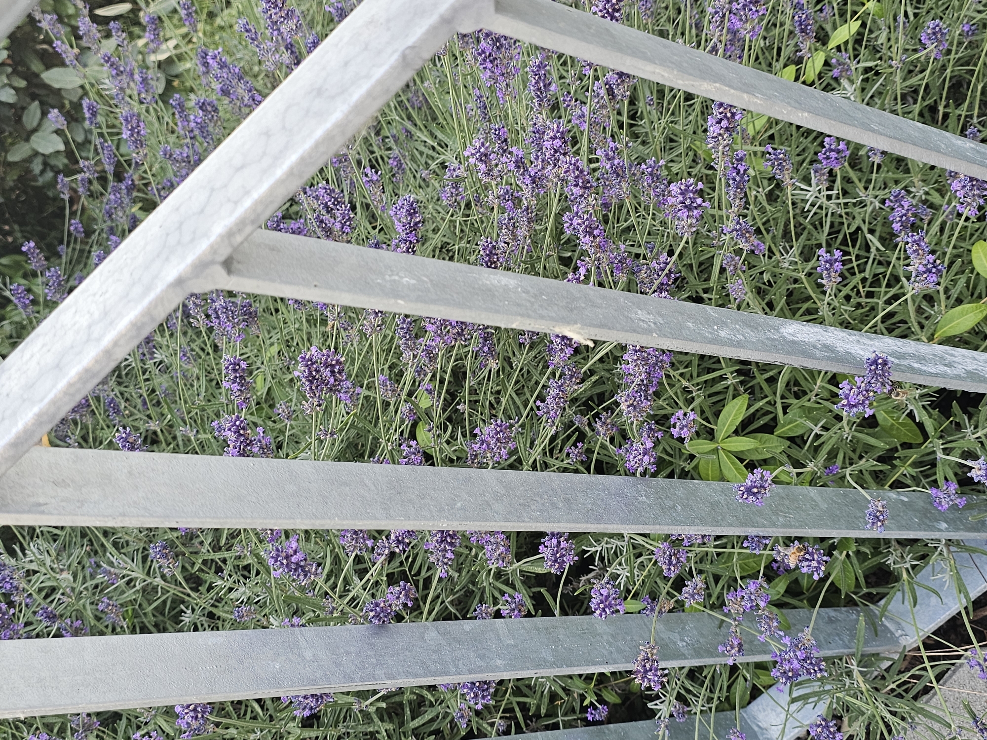 A close-up, eye-level shot shows a patch of blooming lavender plants behind a metal railing. The railing, made of grey, weathered metal, features vertical bars and a slanted top section. The lavender is in full bloom, with vibrant purple flowers clustered on green stems. Several of the lavender stalks are bowed down, some by the weight of their blooms, and some appear to be damaged. The green foliage of the lavender is dense and forms a lush backdrop. A few bees are visible, actively pollinating the lavender flowers. One bee is perched on a cluster of lavender blooms, its body clearly visible. Another bee is in flight, its wings blurred. The overall impression is one of a thriving garden, with evidence of natural activity and a touch of wear on the man-made structure.