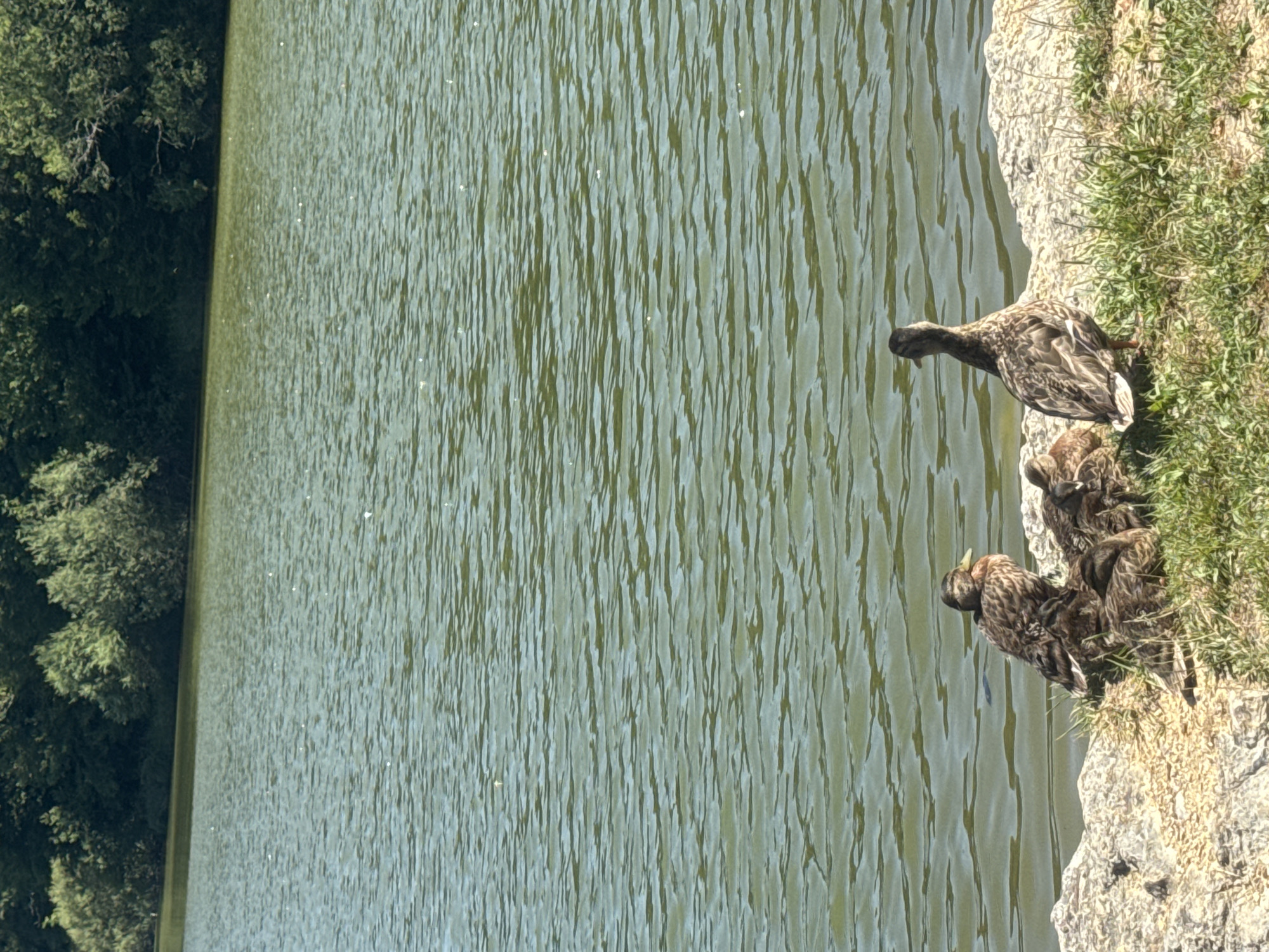 A vertical, eye-level, medium shot captures a family of mallard ducks on the rocky shore of a body of water, with a dense, green tree line in the background. The water, which occupies the top two-thirds of the frame, has a green-gray hue and is rippled by a gentle breeze, with small sparkles of light reflecting off its surface. The shore is composed of light-colored, rough rocks and patches of green grass. In the foreground, there are four mallard ducks. Two adult ducks are positioned towards the right and left sides of the frame, facing away from the viewer and towards the water. The duck on the right stands upright, its back to the camera, while the duck on the left is partially obscured by a cluster of ducklings. Three ducklings are huddled together in the center of the frame, appearing to be nestled or sleeping. The ducklings are a mottled brown color, while the adult ducks exhibit brown, tan, and black plumage. The overall lighting suggests a sunny day. The location is identified as Coteaux du Lizon, France.