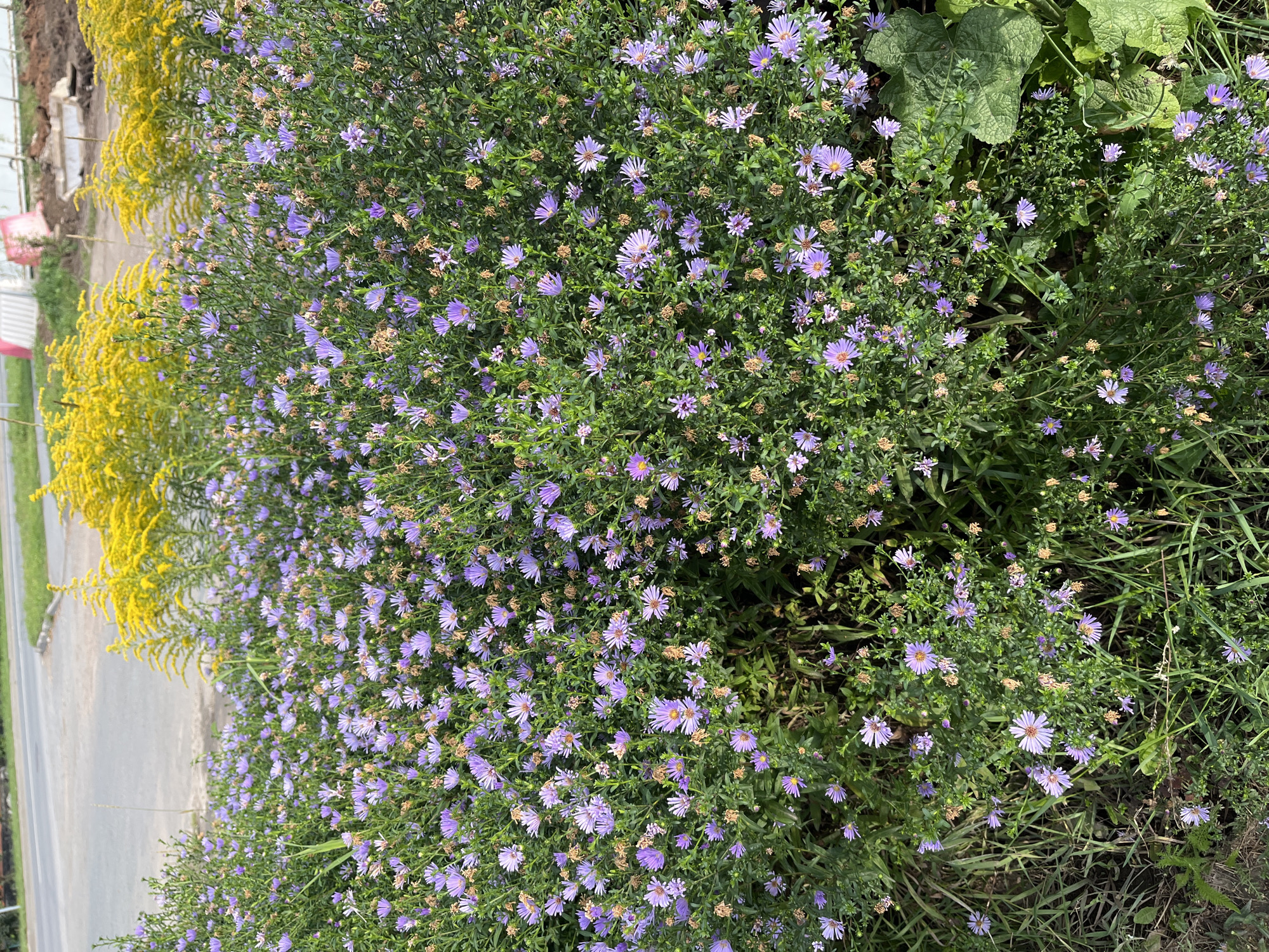 The image shows a patch of purple asters in bloom, with yellow goldenrod flowers in the background. A paved road is visible in the upper left of the image, suggesting an urban or roadside setting. Construction materials, including a pink bin and white fencing, are present in the background, indicating ongoing work. The scene is outdoors, with natural vegetation dominating the foreground and midground. The image does not contain any people or visible interactions. Based on the presence of construction and the general landscape, the location is likely an undeveloped or developing area on the outskirts of Ufa, Russia.