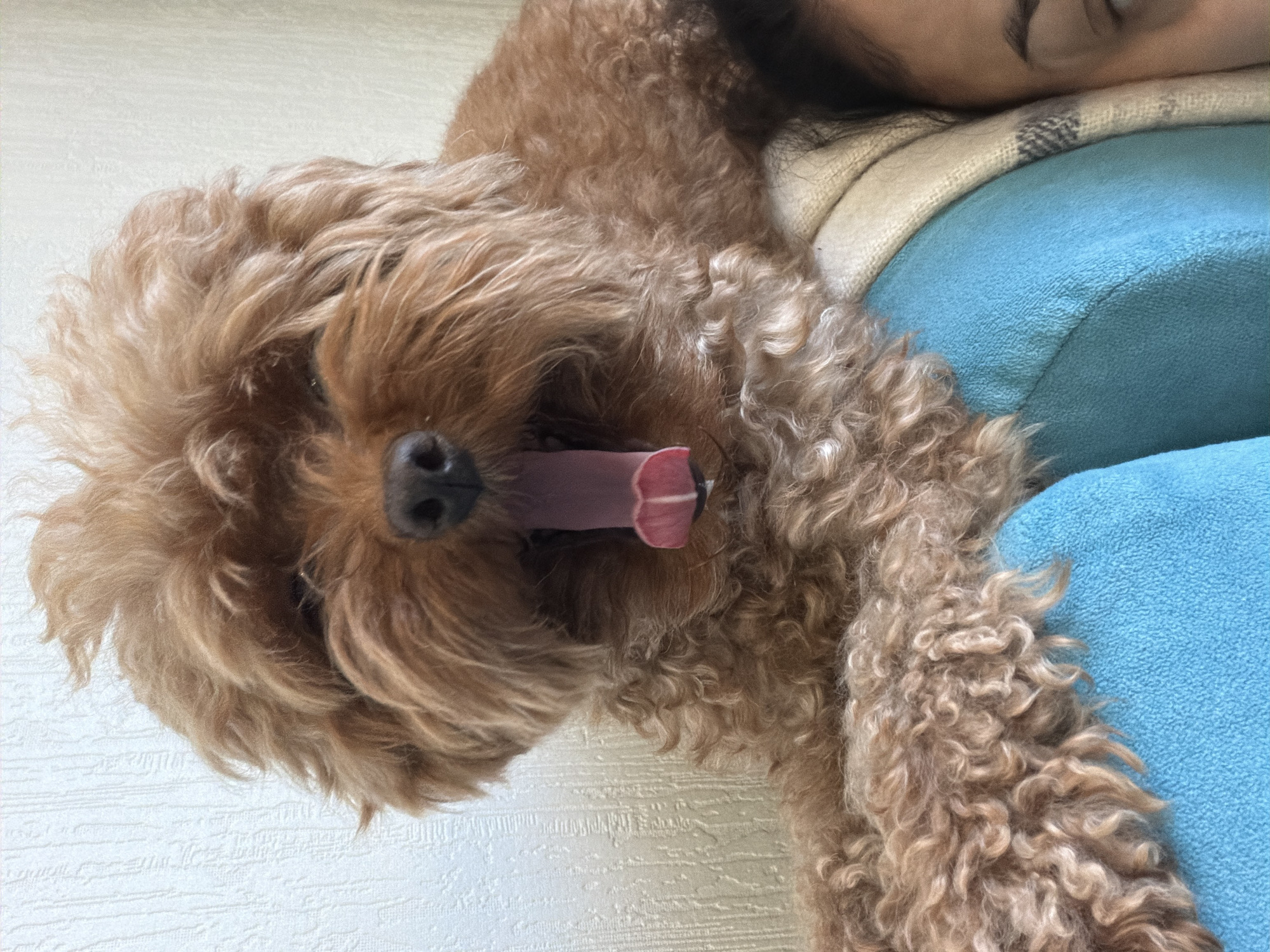 A medium shot captures a fluffy, ginger dog yawning widely, its pink tongue and mouth clearly visible against its fur. The dog is positioned on the left side of the frame, appearing to recline on a person's shoulder or chest, partially obscured by a blue blanket or cushion and a neutral-colored, plaid-patterned scarf. The right side of the image shows the close-up profile of a person's face, including an eye and eyebrow. The background consists of a textured, off-white wall. The lighting is soft and diffused.