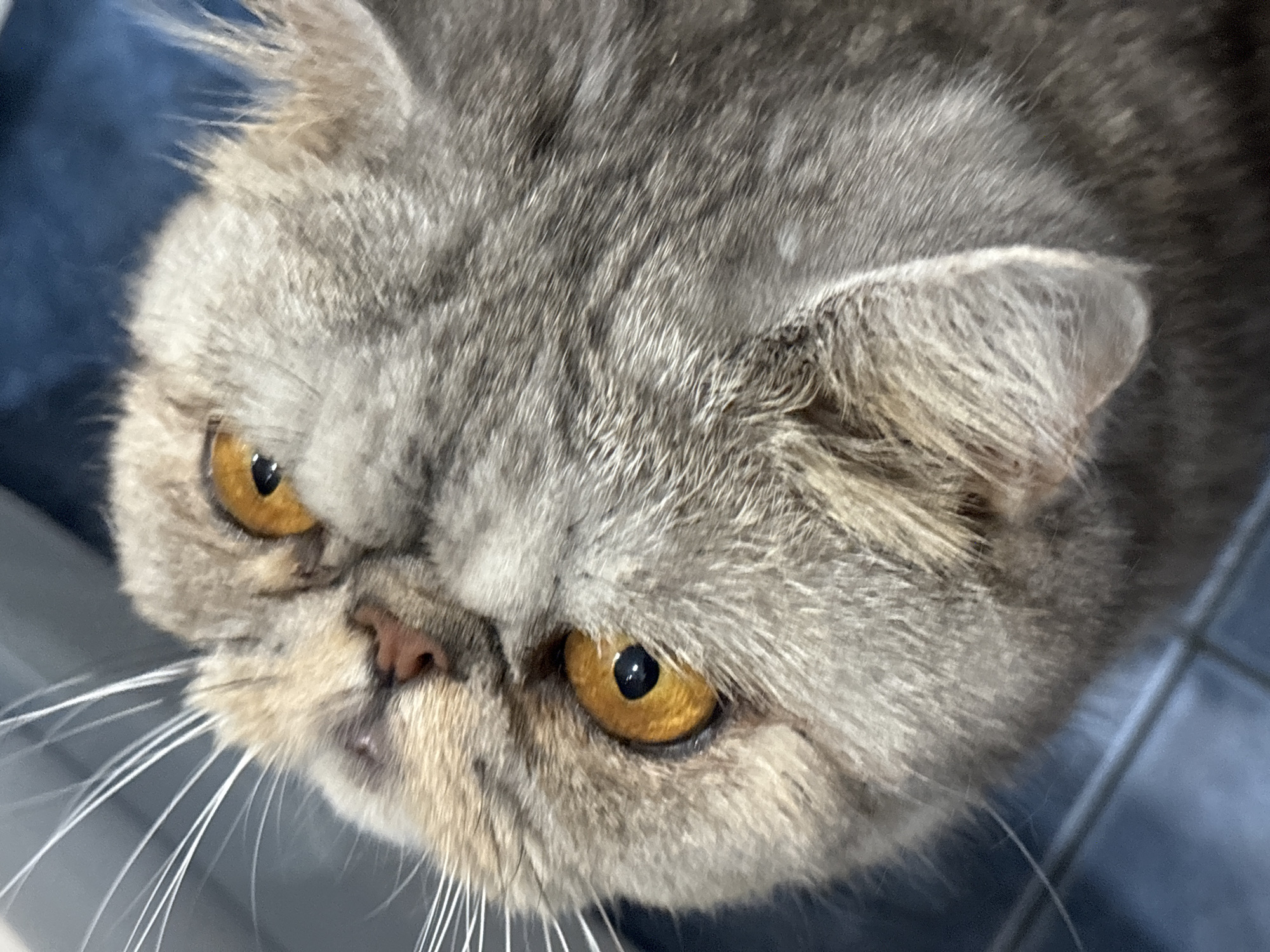 This is a close-up, top-down shot of an exotic shorthair cat's face. The cat has distinctive amber eyes with black pupils and a flattened nose. Its fur is a mix of grey and tan with tabby markings. The cat's whiskers are long and white, fanning out from its face. The background appears to be a dark blue surface, possibly a sofa or floor, with a hint of what might be a metal railing in the lower right corner. The lighting suggests an indoor setting. There is no indication of the location being in the city of Chaikovsky, Russia.