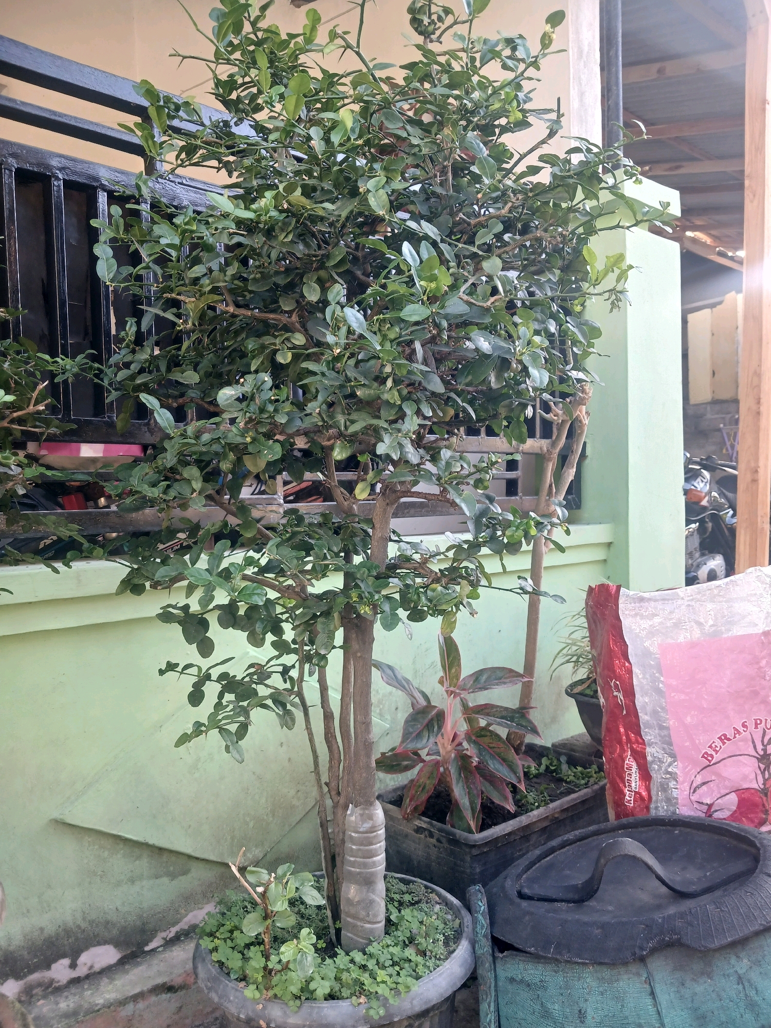An outdoor scene in Banyuwangi, Indonesia, features a potted Kaffir lime tree with thorny branches and small green leaves, positioned in front of a light green wall. The tree is in a dark gray, round planter filled with small green ground cover plants. Next to it, a black plastic container holds a decorative plant with red and green leaves, and further to the right, a large pink and red bag, possibly containing rice, is visible. Behind the plants, a black metal railing separates the area from a window. In the background, a portion of a motorcycle is visible, along with parts of a building structure, including wooden beams and a corrugated roof. The lighting suggests it is daytime, possibly late afternoon, with some shadows indicating sunlight.