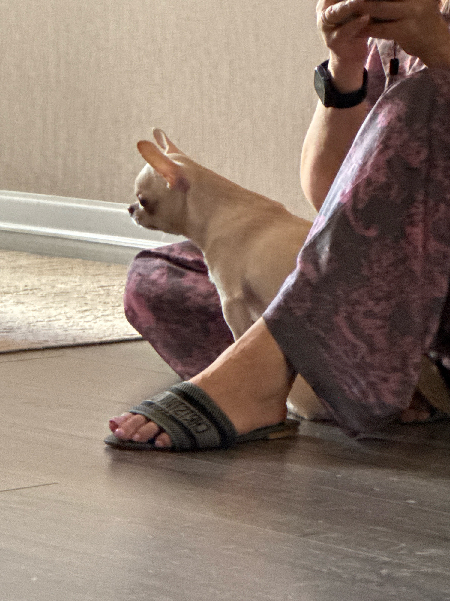 A tan chihuahua dog is sitting on a person's lap indoors, near a wall and a floor mat. The person is wearing patterned pants and a slide sandal on their left foot. The dog is looking to the left. The environment is a room with neutral-colored walls and a tiled floor. There is no identifiable information about the specific location within the city of Novosibirsk, Russia.
