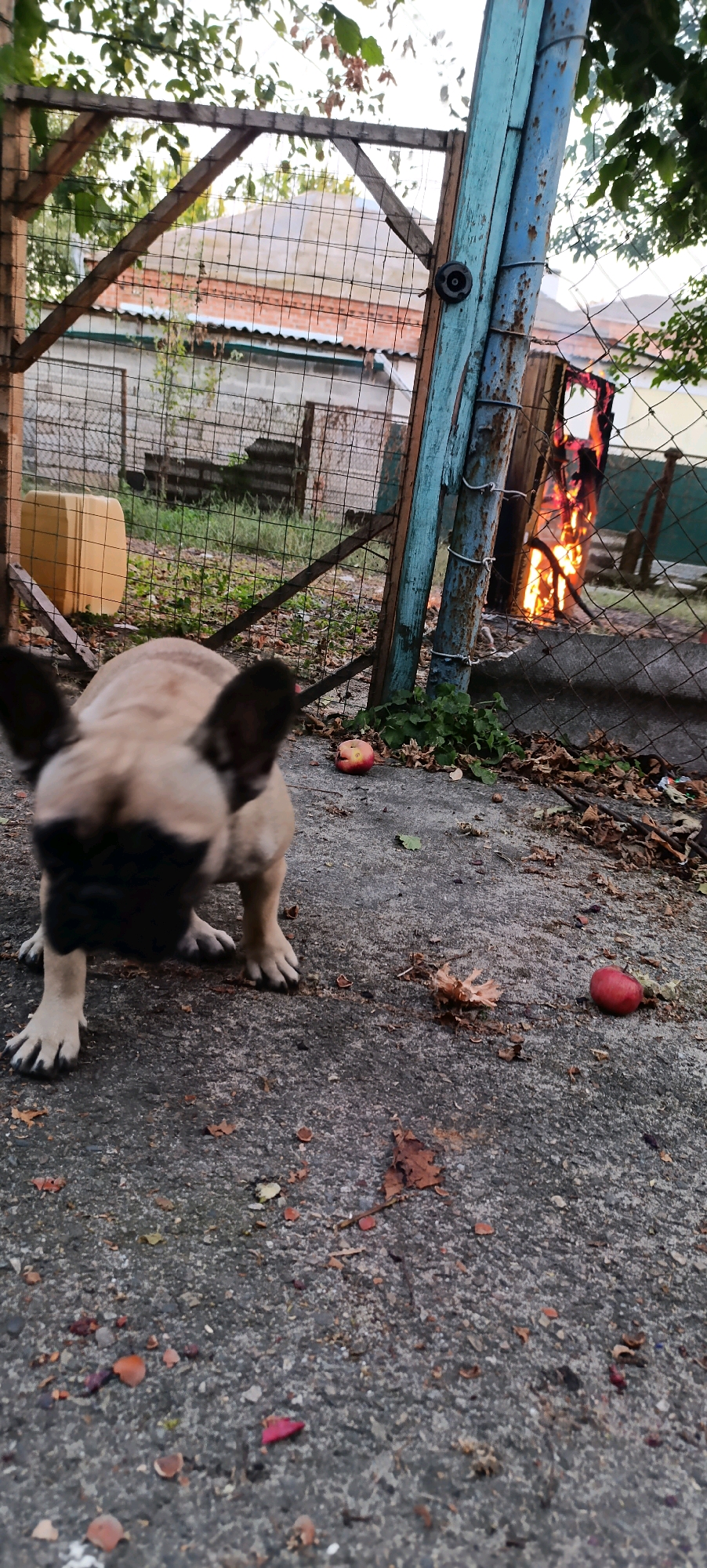 A fawn-colored French bulldog is crouched on a concrete surface, its head turned downwards and slightly to the left. The dog's ears are prominent and dark. In the foreground, the concrete is littered with dried leaves, small pieces of shell, and two red apples. Behind the dog, a chain-link fence separates the immediate area from a backyard. Through the fence, a wooden structure with a metal gate is visible, and to the right, a fire burns intensely. In the background, beyond the fence, a yellow plastic container is situated near a building with a grey, tiled roof. The sky is overcast, with tree branches and leaves visible in the upper portion of the frame. The location is identified as Zaliznyi, Russia.