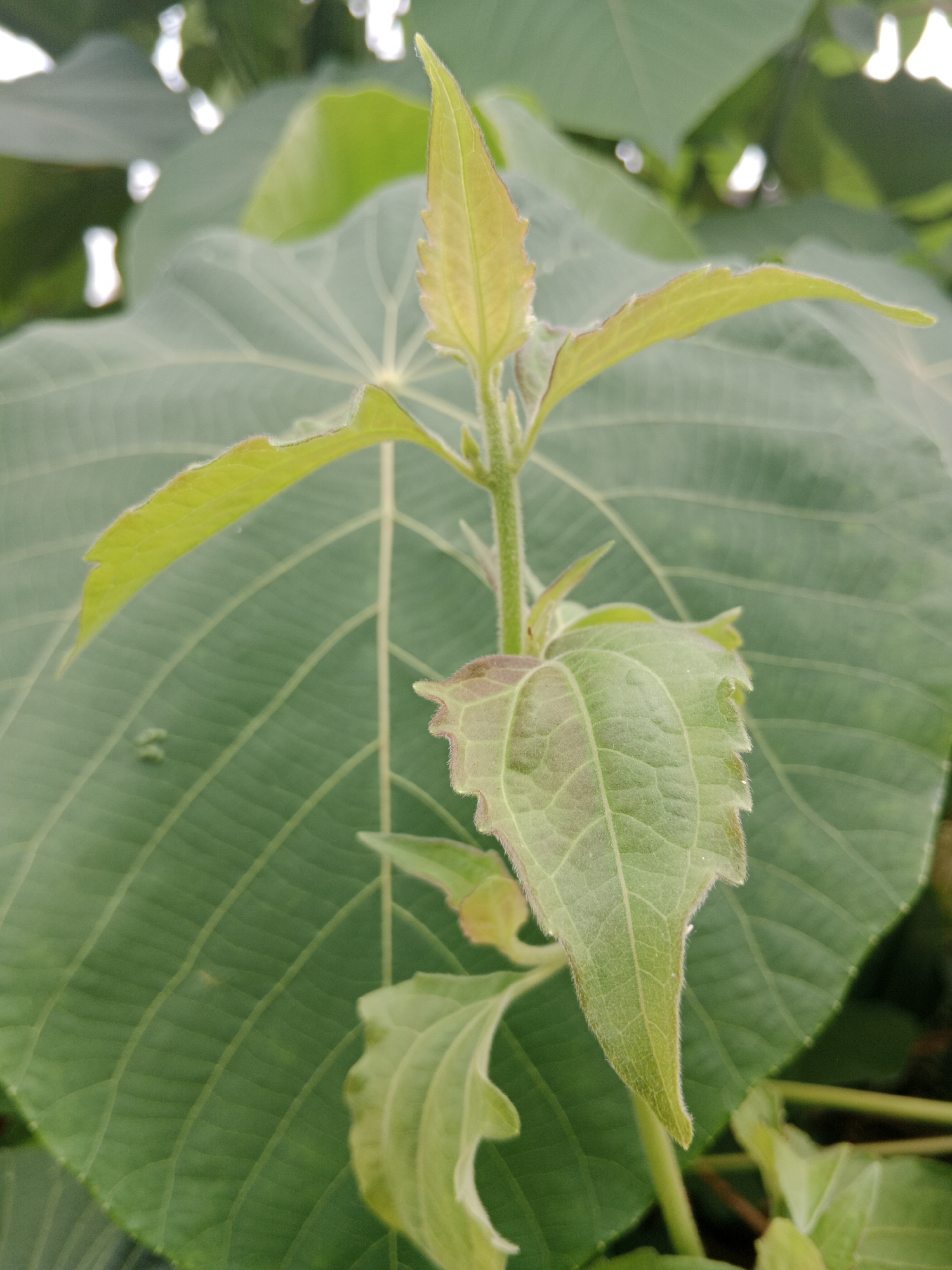 A close-up, eye-level shot focuses on a young plant with light green leaves emerging from a central stem. The plant is positioned in front of a large, dark green leaf with prominent veins. The background is blurred, suggesting an outdoor environment. This image was captured in Banguntapan, Indonesia.