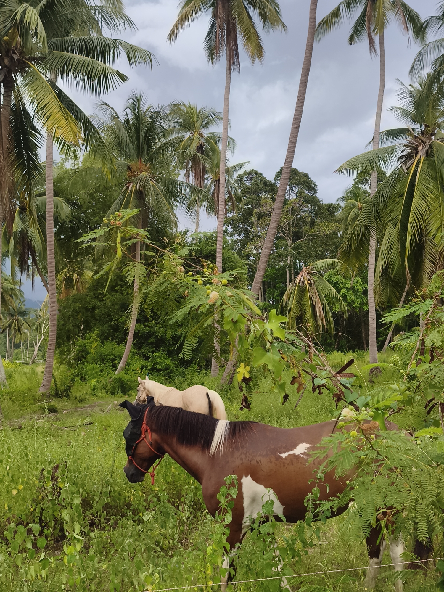 This image depicts a serene rural scene in Ko Samui District, Thailand, characterized by lush tropical vegetation and a cloudy sky. Dominating the landscape are numerous tall coconut palm trees with their fronds reaching towards the overcast heavens. The ground is covered in dense, green grass and various types of foliage, with some branches and leaves in the foreground obscuring the view.
Two horses are visible in the scene. In the foreground, a brown and white piebald horse is partially hidden by branches and leaves. It is wearing a dark fly mask and a red halter with a red rope. Behind it, to the left and further back, stands a cream-colored horse, also partially obscured by vegetation. The environment suggests a natural, undeveloped area, likely a pasture or a field adjacent to a forest, given the dense greenery and abundant trees. The overall impression is one of tranquility and natural beauty, typical of the tropical settings found in Ko Samui.