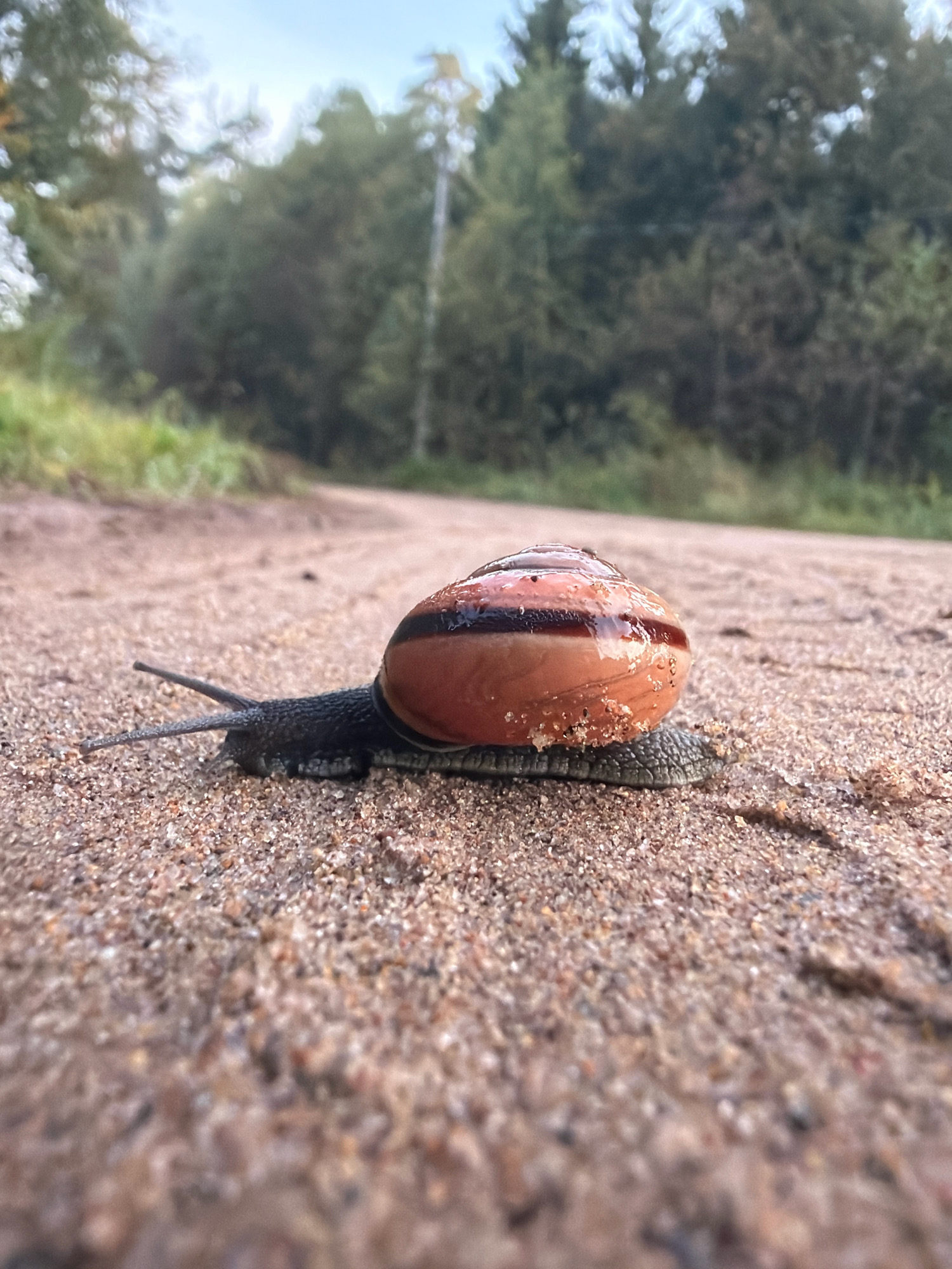 An extreme close-up, low-angle shot captures a snail moving across a dirt path in Chaikovsky, Russia. The snail, with its distinctive brown and black striped shell and dark grey body, is the central focus. It is positioned on a sandy and gritty surface, with individual grains of sand clearly visible. The snail's antennae are extended, indicating movement. The background is blurred, showing a dirt road curving away into a landscape of trees and vegetation, characteristic of the natural surroundings found within and on the outskirts of Chaikovsky. The lighting suggests it is daytime, possibly overcast.