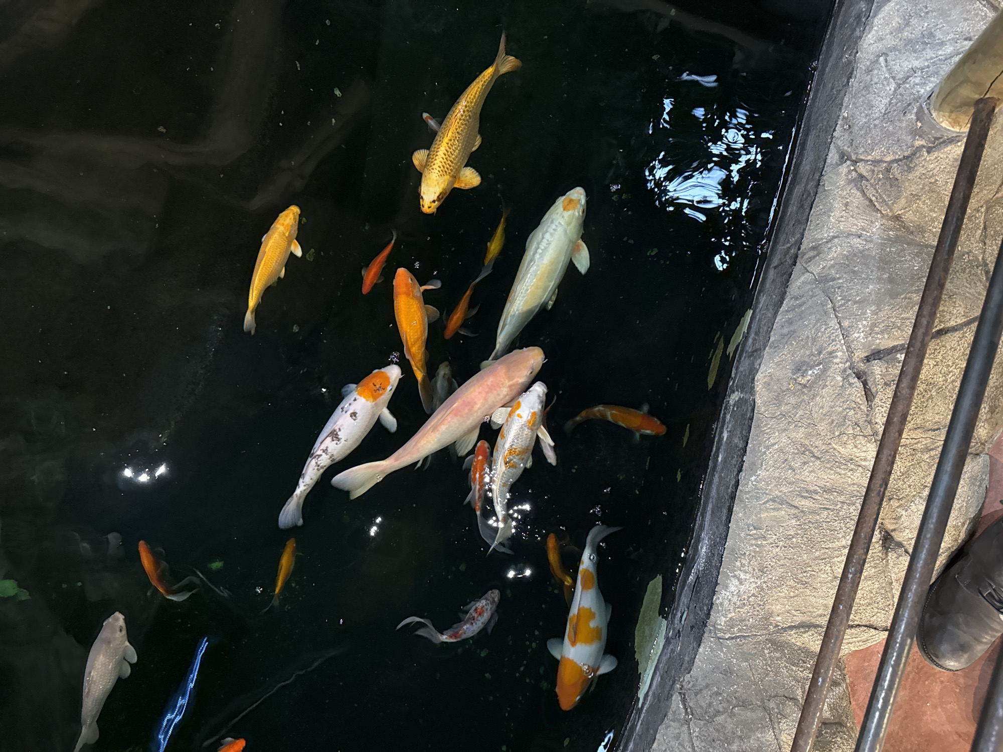 The image captures a pond or tank filled with numerous koi fish of various colors – white, orange, gold, and red – swimming in dark water. The fish are positioned at different depths and orientations within the water. Light reflects off the water's surface, creating highlights.
A concrete ledge borders the edge of the pond/tank. Next to the edge of the pond/tank, a metal railing is visible, positioned diagonally. A person's foot in a dark shoe is partially visible to the lower right, near the railing.
The image was taken in Villebon-sur-Yvette, France.