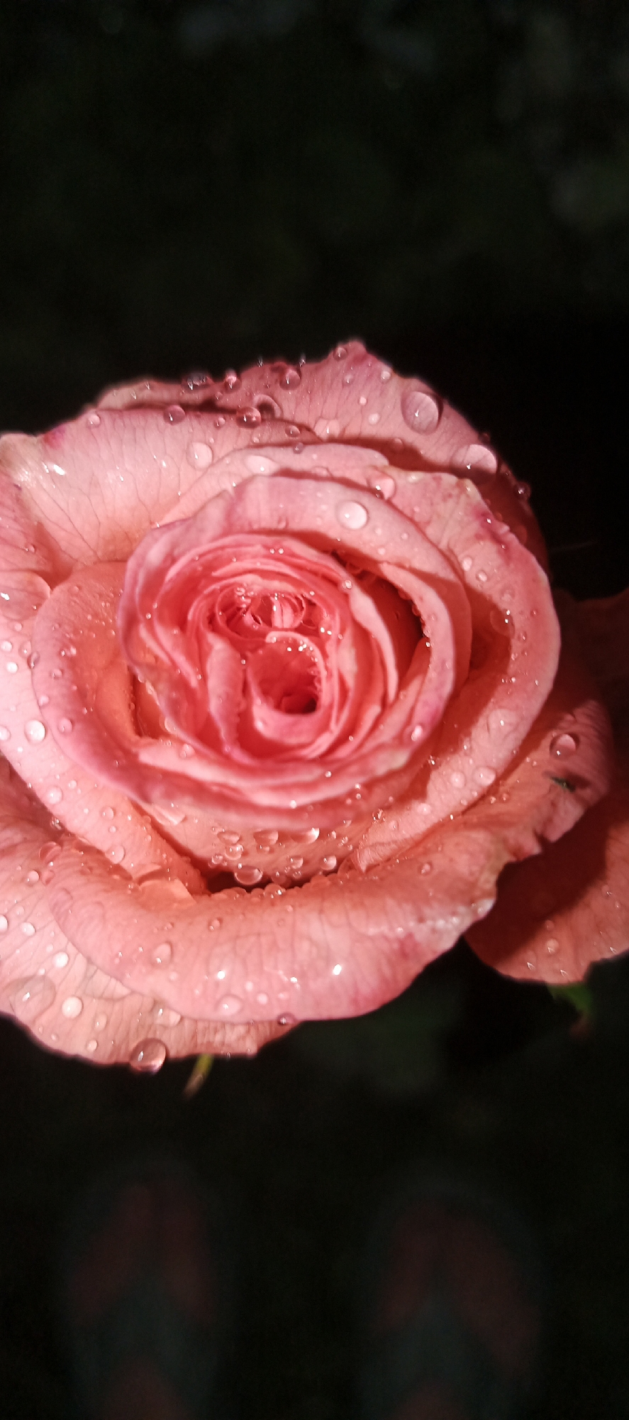 This media file is a close-up, vertical shot of a delicate pink rose covered in water droplets. The rose is the sole subject, with its petals unfurling in a tight spiral towards the center. The droplets of water are scattered across the surface of the petals, catching the light and creating a glistening effect. The background is dark and out of focus, providing a stark contrast that makes the rose stand out. The lighting suggests it could be nighttime or a very dimly lit area. There is no visible text. The location context provided is Мерчалово Снт, Russia. The overall impression is one of natural beauty and freshness, perhaps captured after a rain shower.