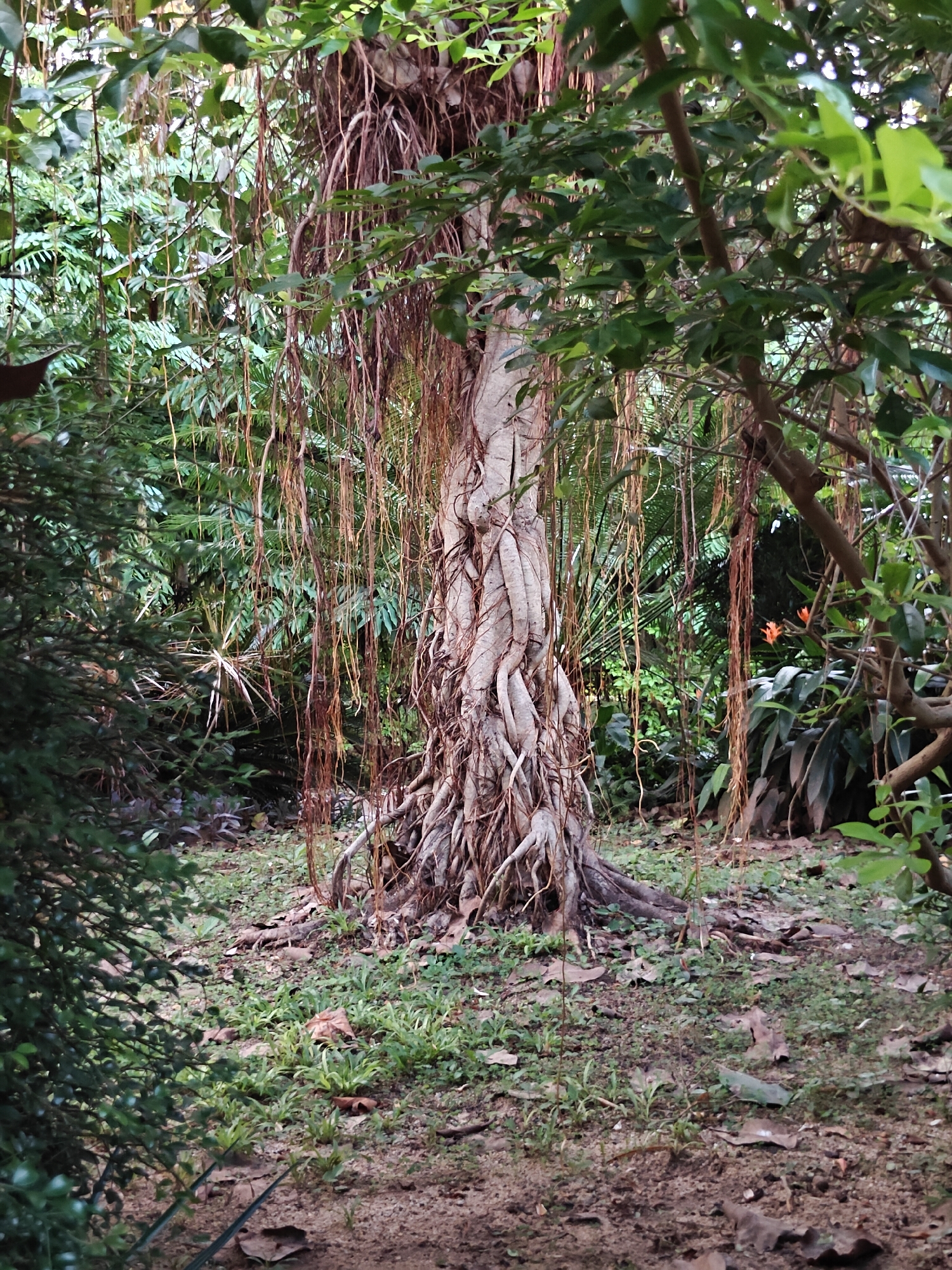 The image depicts a dense, verdant garden environment, likely within a park or botanical setting in Mu Si, Thailand. The central focus is a large, mature tree with a thick, gnarled trunk and exposed, intertwined roots spread across the sandy, leaf-strewn ground. Numerous thin, reddish aerial roots hang down from the tree's branches, creating a curtain-like effect. Surrounding the central tree is a rich tapestry of lush green foliage, including ferns and various leafy plants, with some larger leaves in the foreground and background. A small cluster of bright orange flowers is visible on the right side of the frame, adding a touch of color to the predominantly green and brown landscape. The lighting suggests it is daytime, with dappled sunlight filtering through the dense canopy, creating soft shadows. There are no people or animals visible in the scene. The overall impression is one of natural, untamed growth within a tropical setting.