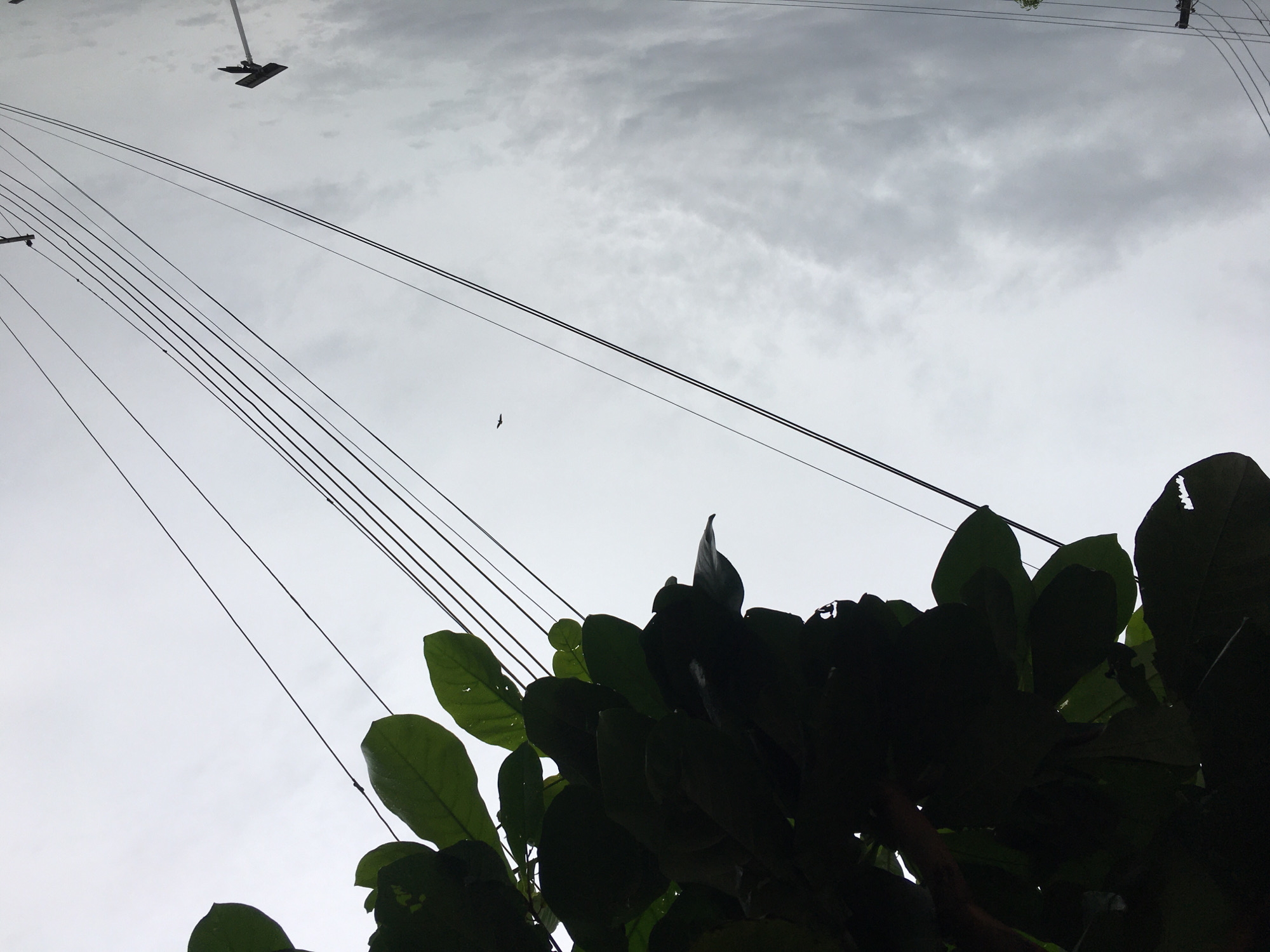 The image, likely taken in Ado, Nigeria, presents a low-angle view towards a cloudy sky. Dominating the foreground are large, dark green leaves of a tree or shrub, obscuring the lower portion of the scene. Overhead, numerous electrical or telecommunication wires stretch across the sky, converging towards the upper left. A bird is visible in flight amongst the wires. In the upper portion of the scene, a streetlight fixture is attached to a wire. The sky is overcast with grey clouds.
