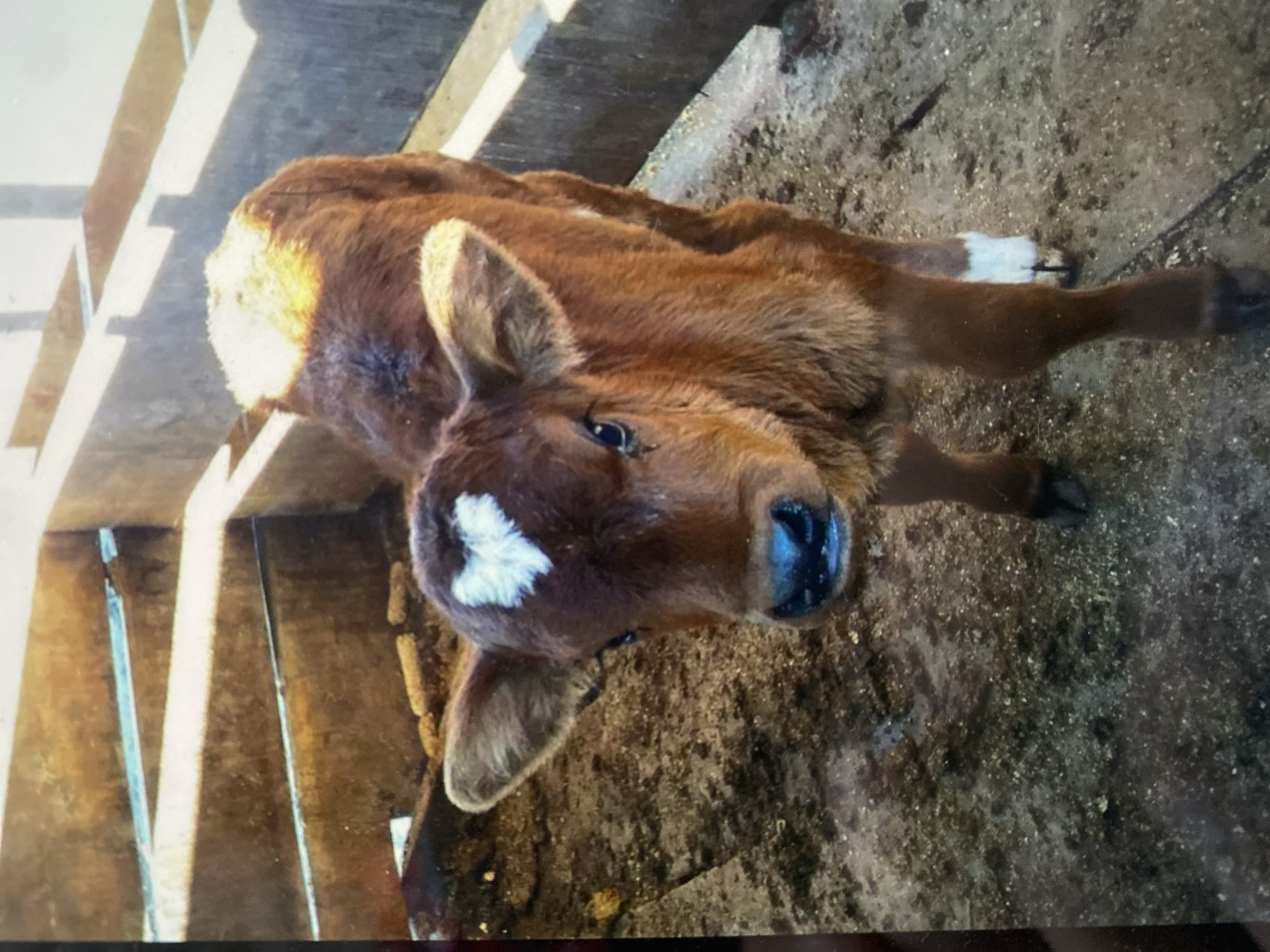 A brown calf with a white heart-shaped marking on its forehead stands in a wooden enclosure filled with dirt and feed. The calf is facing the camera, with its head slightly tilted. Its eyes are dark, and its nose is black. The calf has large ears and a fluffy coat. The enclosure appears to be a pen or stall, with wooden beams forming the walls. The lighting suggests it is daytime.