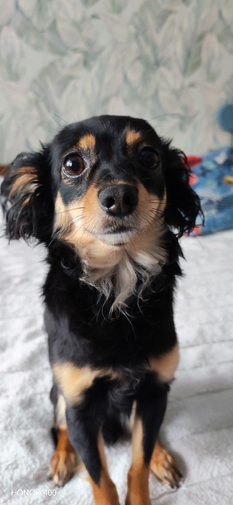 A medium shot captures a small, black and tan dog looking directly at the camera. The dog is primarily black with tan markings on its face, chest, and legs. It has a long coat with slightly wavy hair around its ears. The dog is positioned against a background of a light-colored bedspread and a wall with a blurry floral pattern. The location is in a residential indoor space, likely in the city of Noviy, Russia. No people are visible, and the primary subject is the dog. There are no discernible actions or interactions taking place in the frame. The environment is a typical domestic setting.
