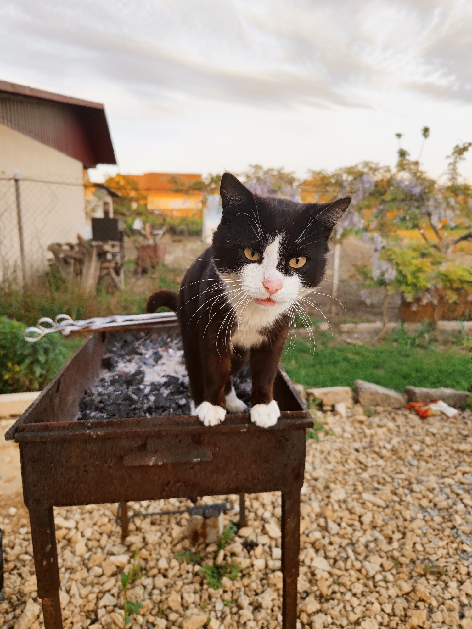 A black and white cat stands on a rusty grill filled with charcoal ash. The grill is positioned in a gravel yard, with a building and vegetation visible in the background. The sky is overcast. The location is Sennoy, Russia.