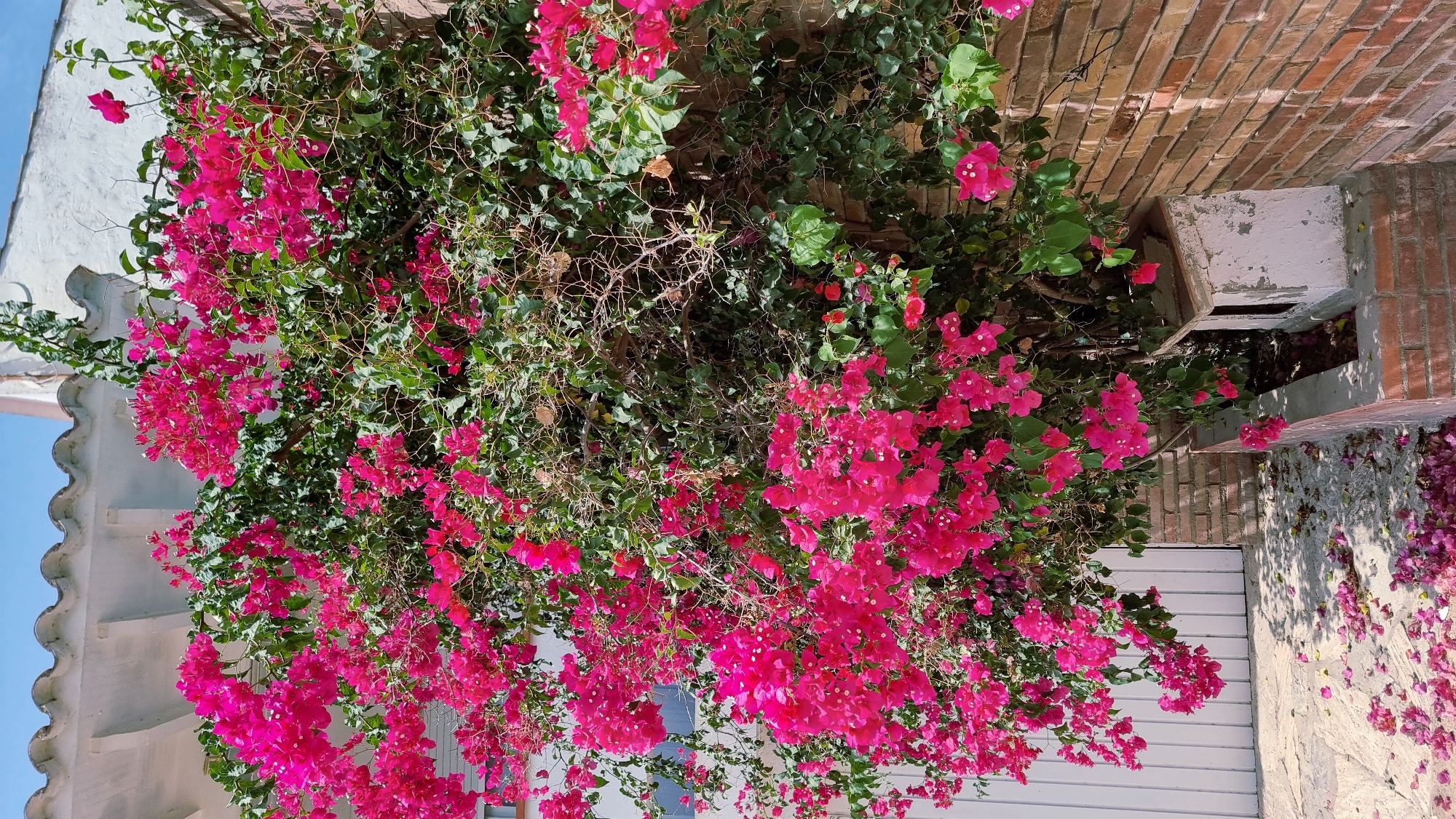 The image captures a vibrant bougainvillea bush with abundant pink bracts, cascading down a wall constructed of red brick. The bush is positioned in front of a white, ribbed door, partially obscured by the foliage. To the left, a white building with a distinct wavy roofline is visible. The ground is paved with stone slabs and littered with fallen pink bougainvillea petals. A small, weathered, light-colored planter box with exposed brick is situated at the base of the wall, beneath the flowering bush. The scene is bathed in bright sunlight, casting shadows on the ground. The location is the city of L'Escala, Spain.