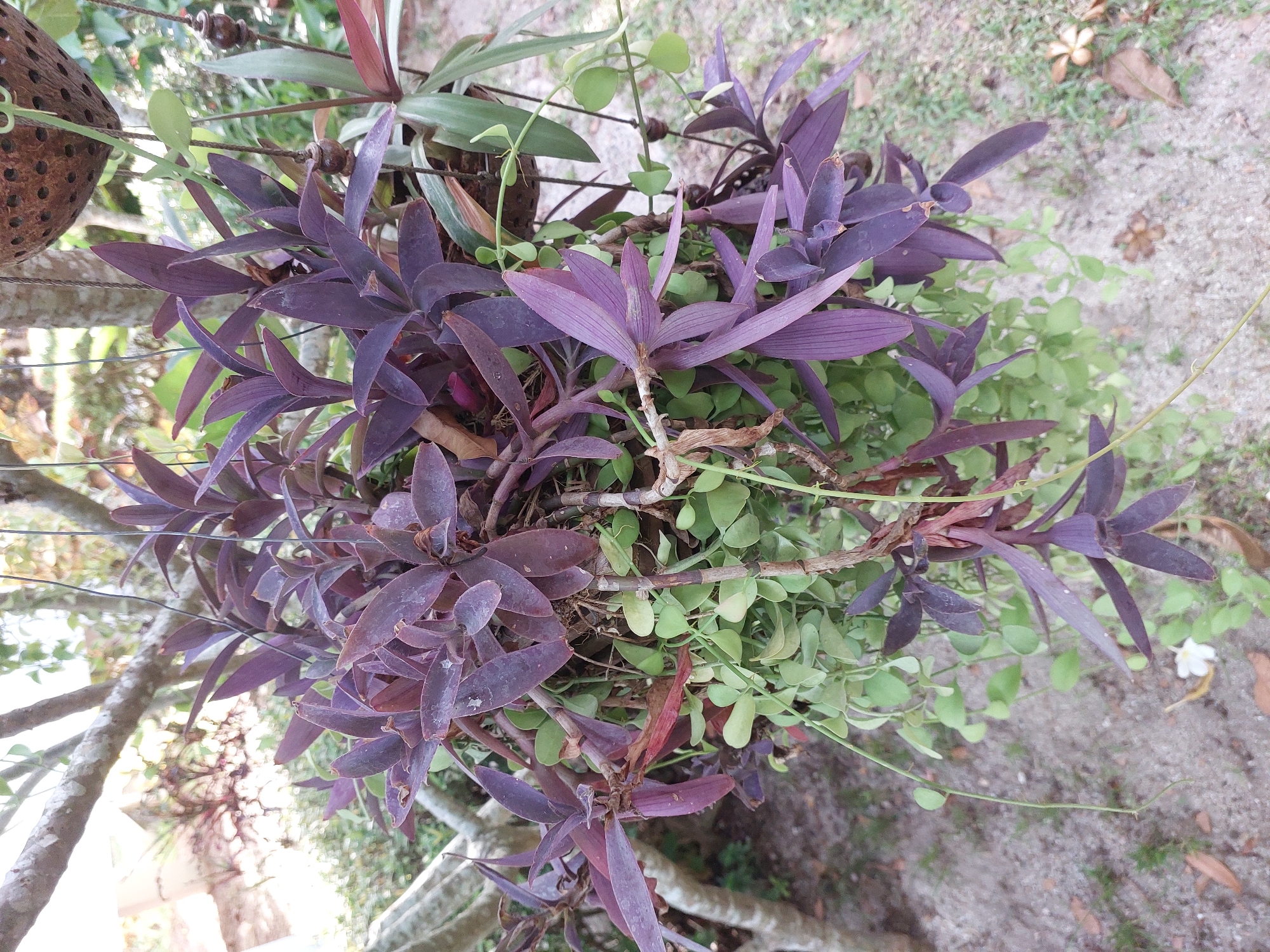 In Baan Mae Nam, Thailand, a hanging basket of plants is displayed outdoors. The basket contains a combination of purple-leafed Tradescantia zebrina (Purple Heart plant) and a trailing green vine with small, round leaves, possibly Dischidia nummularia (String of Nickels). The plants are lush and abundant, with the purple leaves cascading downwards. The background shows a sandy ground with scattered dry leaves and patches of green grass. In the upper right corner, a portion of another hanging planter, made of woven material, is visible. The scene is framed by branches and leaves of larger trees, suggesting a garden or natural outdoor setting.