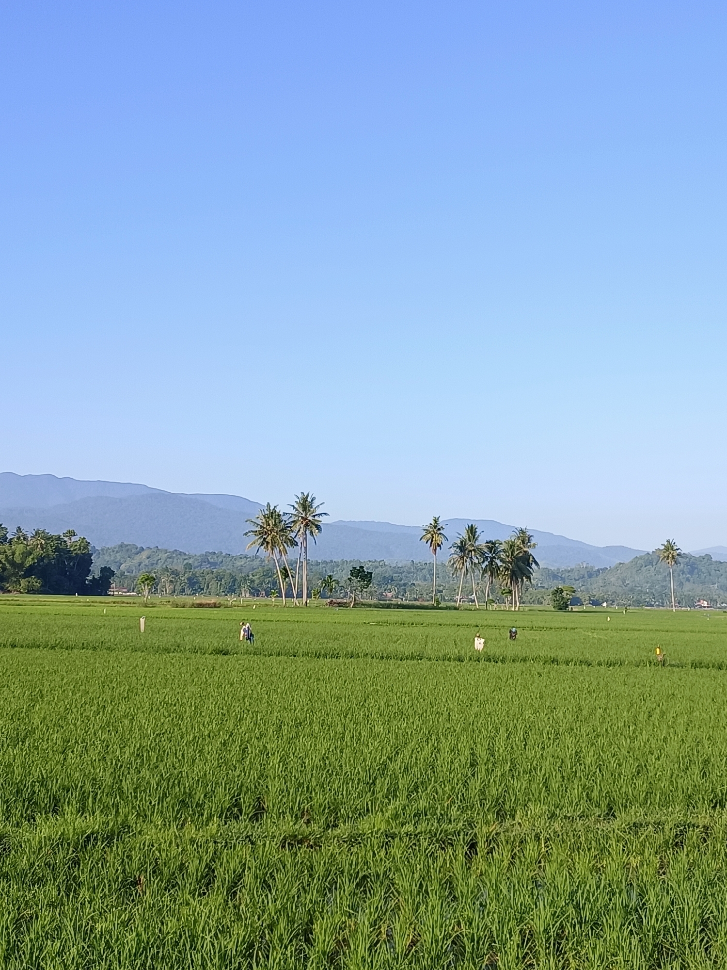 The image depicts a vast, vibrant green rice field under a clear, bright blue sky. In the foreground and midground, the lush rice paddies stretch out, creating a textured landscape. Several scarecrows are scattered throughout the field, standing as solitary figures amidst the crops, with one or two scarecrows appearing to be dressed in dark clothing. In the middle distance, a cluster of tall coconut palm trees stands out against the horizon, their fronds reaching towards the sky. Beyond the palm trees, rolling hills covered in dense green vegetation rise up, leading to a range of hazy blue mountains in the far distance. The overall scene is one of rural tranquility, characteristic of agricultural landscapes in areas like Kampung Jumpa, Indonesia.