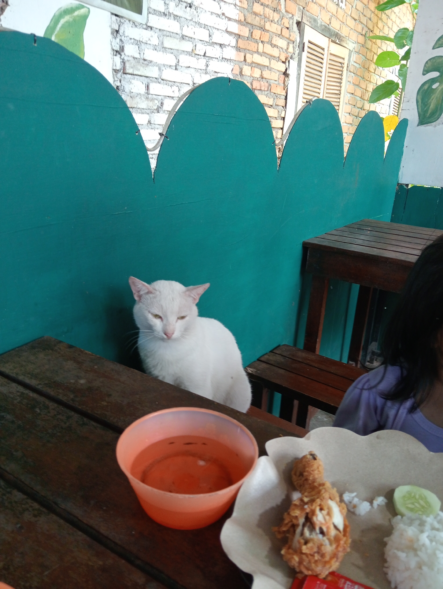 A white cat is sitting on a wooden table next to a turquoise wall. In the foreground, there is a meal on a plate, consisting of fried chicken, rice, and a slice of cucumber. A small orange bowl filled with liquid is also on the table. A person with dark hair is partially visible on the right side of the image. The background shows a brick wall and some greenery. This scene appears to be outdoors, possibly at a cafe or restaurant in Campago, Indonesia.