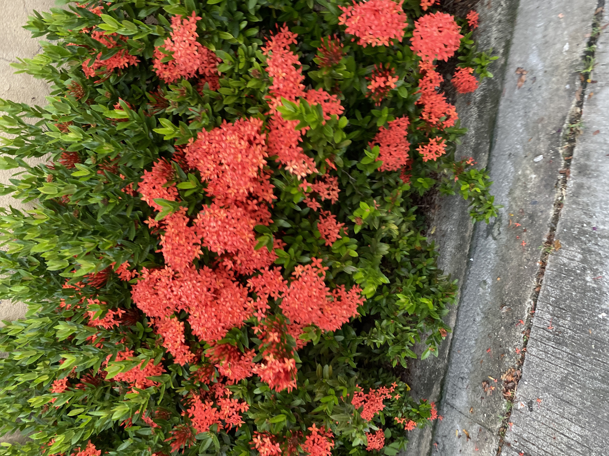This image displays a dense flowering bush of red Ixora (Santan) with vibrant green leaves, positioned along a light-colored concrete wall. The bush is heavily laden with numerous clusters of small, four-petaled, bright red flowers. Below the foliage, a grey concrete sidewalk or curb is visible, featuring distinct linear grooves, cracks, and some scattered organic debris, including fallen red flower petals and dried leaves. The scene is illuminated by natural daylight, suggesting an outdoor urban or suburban setting in Davao City, Philippines. No people, animals, or specific actions are depicted.