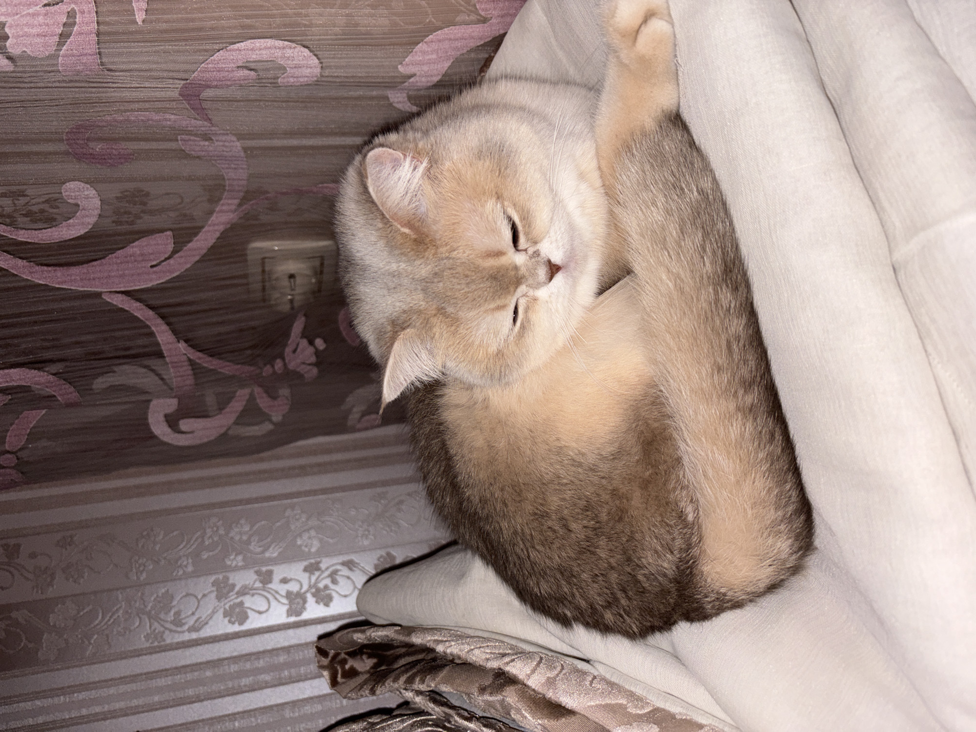 A golden-colored cat is curled up on a bed or pile of blankets. The cat's head is positioned toward the top left, and its body is curled around itself. The background shows a wall with patterned wallpaper. The specific location in the city of Chaikovsky, Russia, cannot be determined from the image.