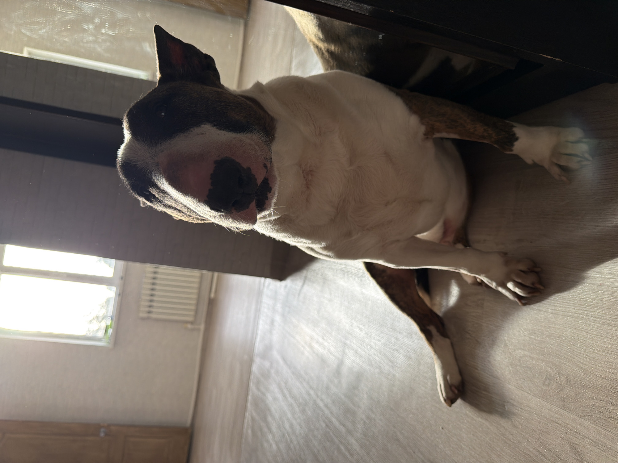 A brindle-and-white bull terrier lies under a dark-colored object, likely furniture, on a light-colored, wood-patterned floor. The floor and an open window are visible on the left side of the image, suggesting the dog is indoors. Based on the location information provided (Chaikovsky, Russia), the interior architectural style may be typical for that region.