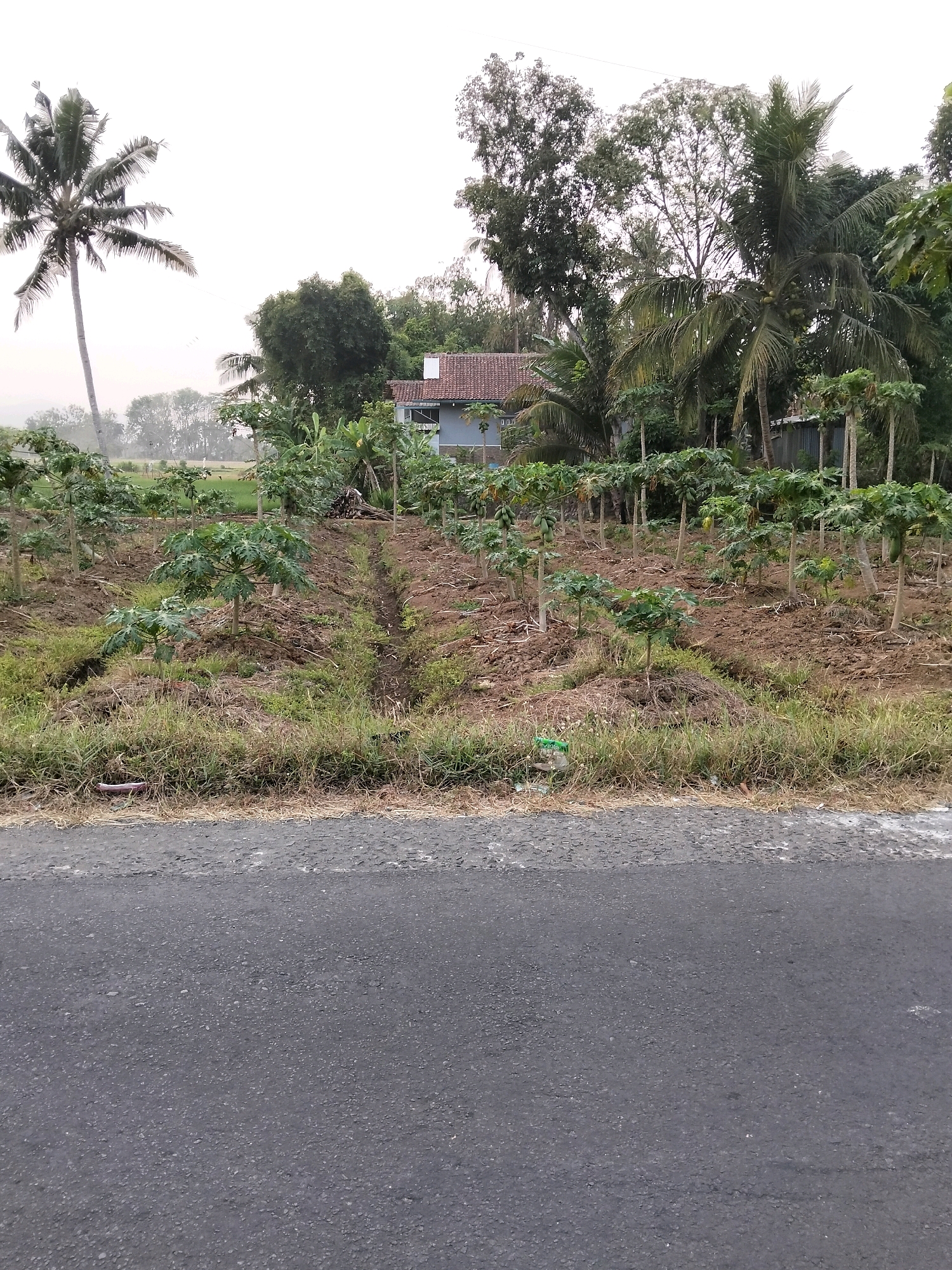 The image depicts a rural scene near Purworejo, Indonesia, characterized by a plantation of young papaya trees lining a dirt pathway. In the background, a modest, two-story house with a terracotta roof is visible amidst lush green vegetation, including coconut trees and other tropical foliage. The foreground features a grey asphalt road, suggesting the location is alongside a rural thoroughfare. The sky is overcast, contributing to a diffused, natural light. No people are present in the image, and the scene is static, with no discernible actions or interactions. The environment suggests a tropical or subtropical climate, typical of the region.