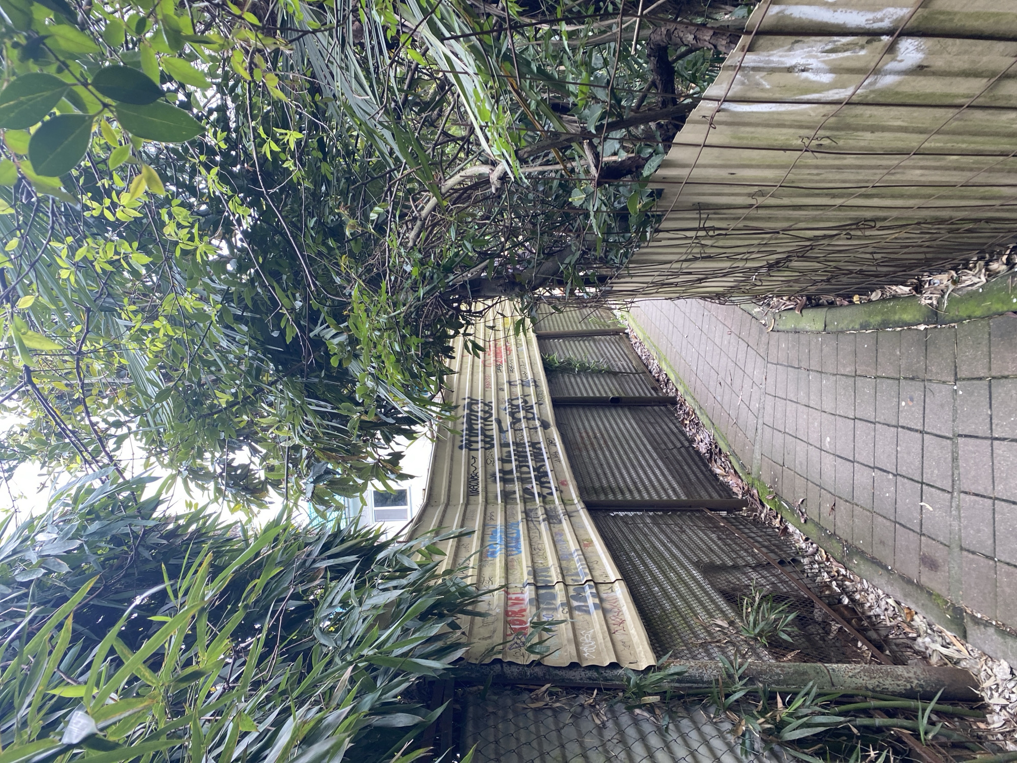 The image presents a view of an overgrown alley or passageway, possibly in Sochi, Russia, due to the context. The primary focus is on a section of corrugated metal fencing or roofing that appears to be leaning or partially collapsed, covered in graffiti of various colors and styles. The structure is surrounded by dense vegetation, including trees, bushes, and bamboo, which obscure the view and suggest a lack of maintenance. To the right of the corrugated metal is a paved walkway constructed of gray stone blocks. The perspective is unusual, with the image rotated, giving the impression of looking upwards, towards the structures. A wire fence is visible at the bottom of the frame, further contributing to the cluttered and overgrown aesthetic.