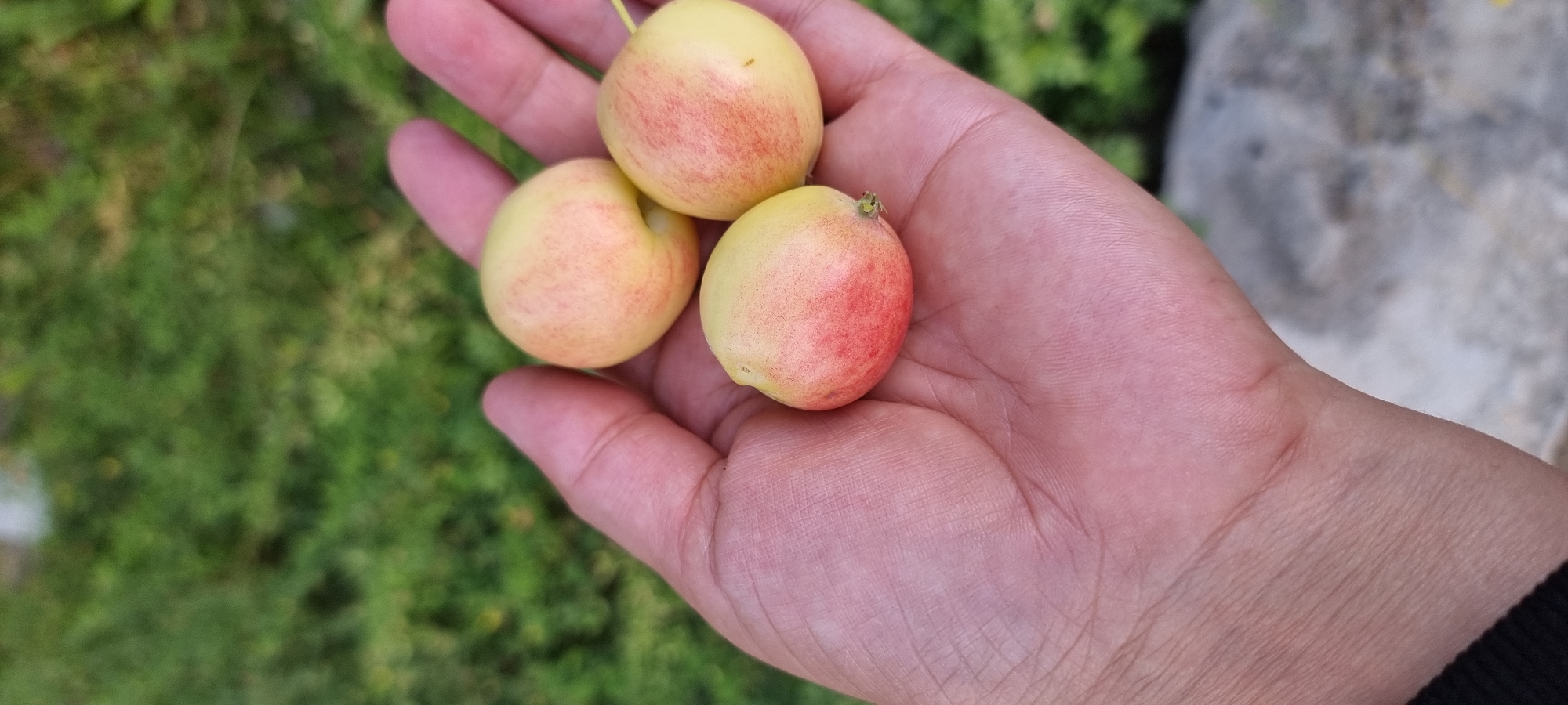 In this close-up, top-down view, a person's open palm is held up, showcasing three small, round fruits. The fruits are predominantly yellow with streaks of red blush. The hand is light-skinned with visible lines and creases. The background is softly blurred, showing green foliage, suggesting an outdoor setting, possibly a garden or park. The specific location in the city of Aktobe, Kazakhstan, is not discernible from the image.
