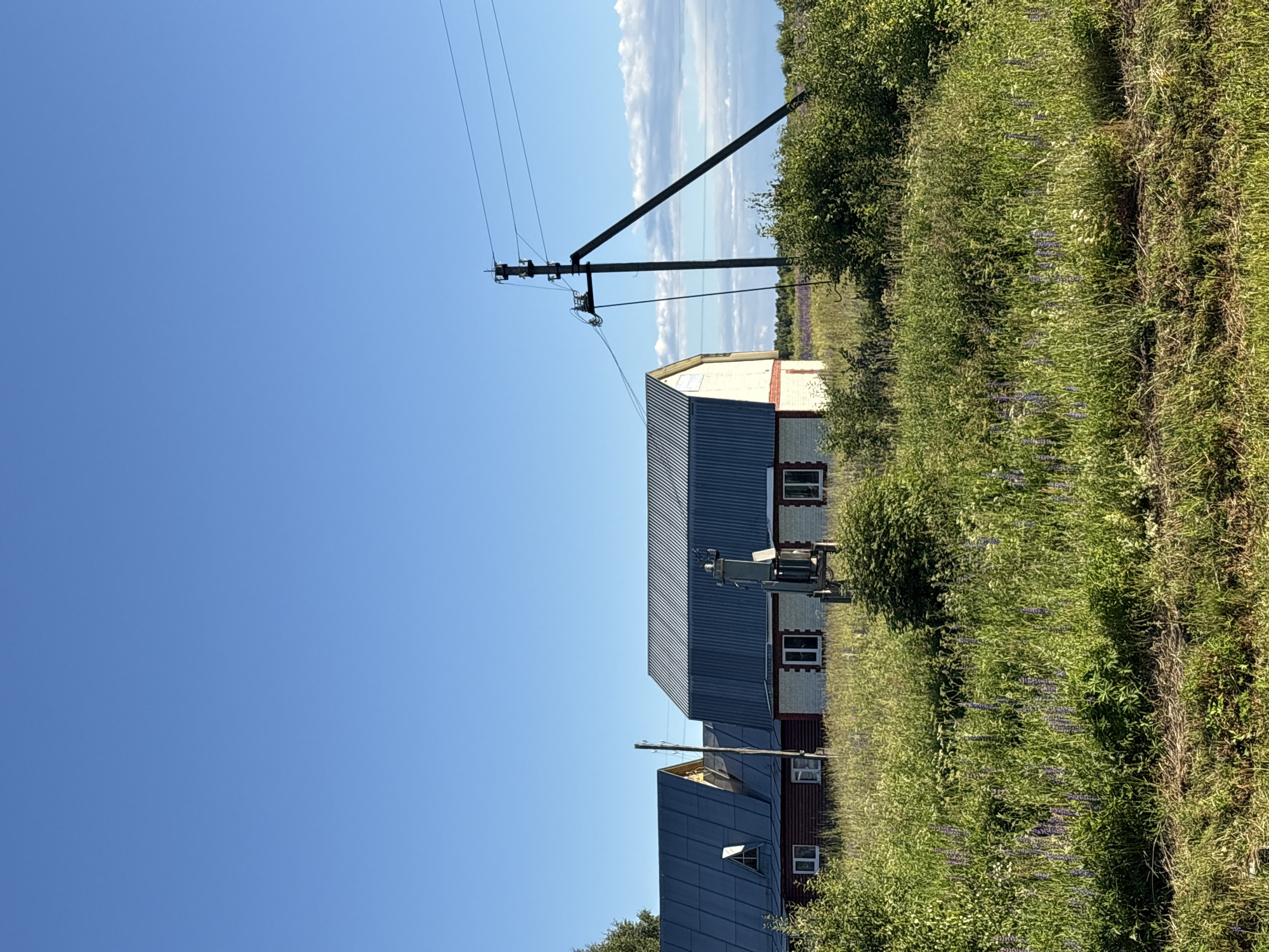 The image depicts a rural landscape on a clear, sunny day in the city of Ostrovskoye, Russia. In the foreground, tall, green grass and various wildflowers, predominantly purple lupine, cover the ground. A dirt path or road runs horizontally across the bottom of the frame.
Two houses are visible in the middle ground. The house on the left has a red wooden base and a dark, corrugated metal roof with a triangular dormer window. The house on the right is lighter in color, with a white and light-colored brick facade and a similar dark, corrugated metal roof. Both houses have visible windows.
A prominent utility pole with power lines stands to the right of the houses, leaning slightly. It is made of dark wood and has insulators and wiring attached. Behind the houses, a dense line of green bushes and trees forms the horizon, with hints of a further field of purple flowers visible in the distance. The sky is a bright, clear blue with a few scattered, wispy white clouds. The scene conveys a sense of peaceful, rural life in the Russian countryside.
